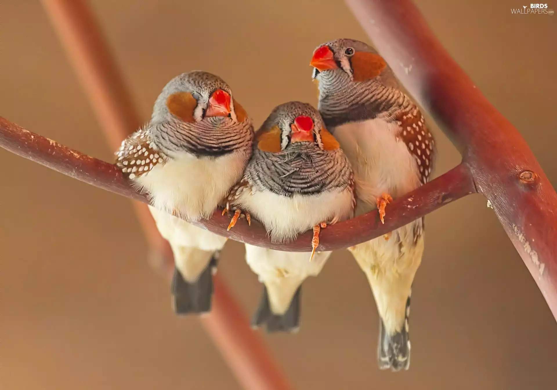 rib, Three, Birds on the log