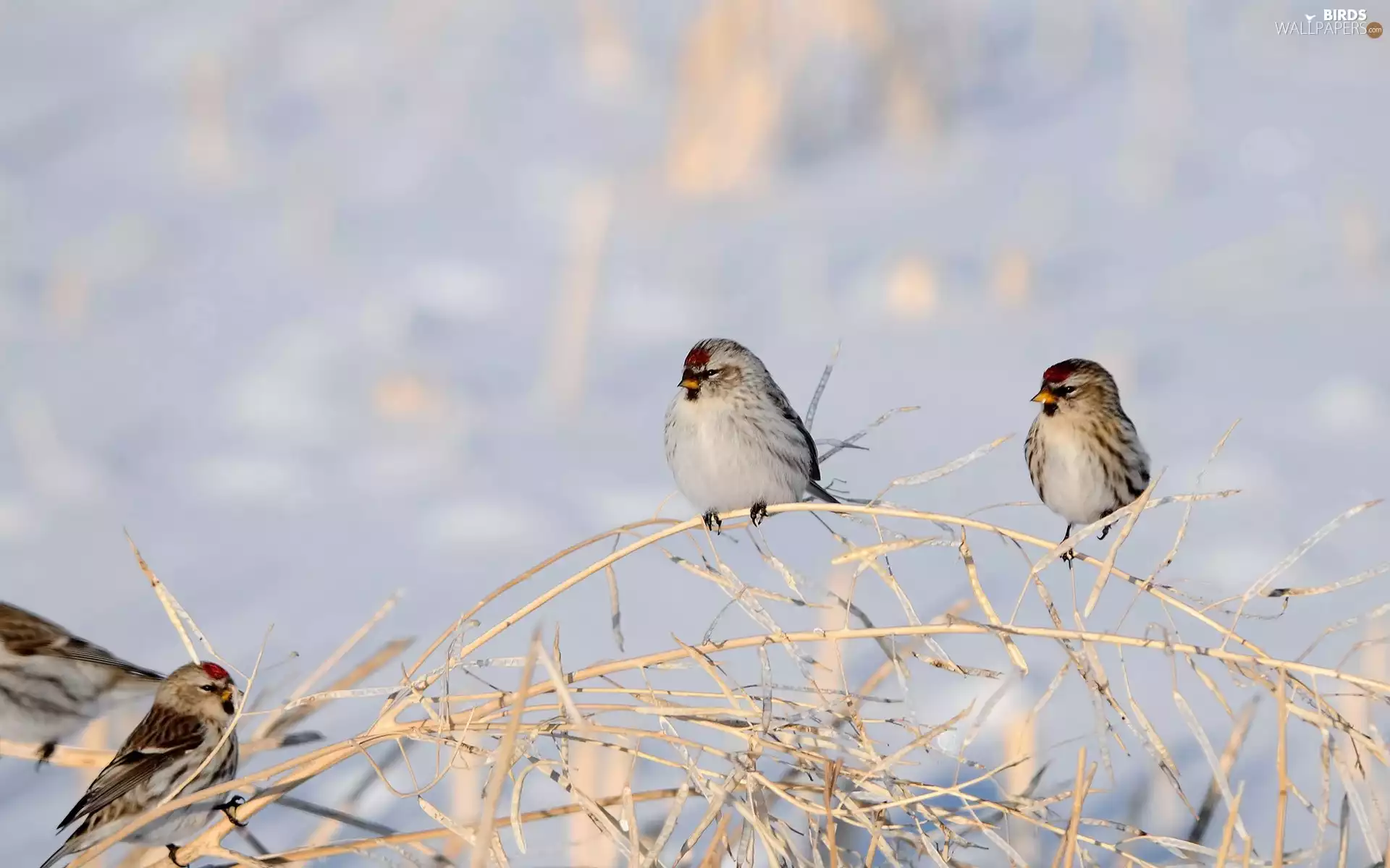 Birds on the log, redpolls