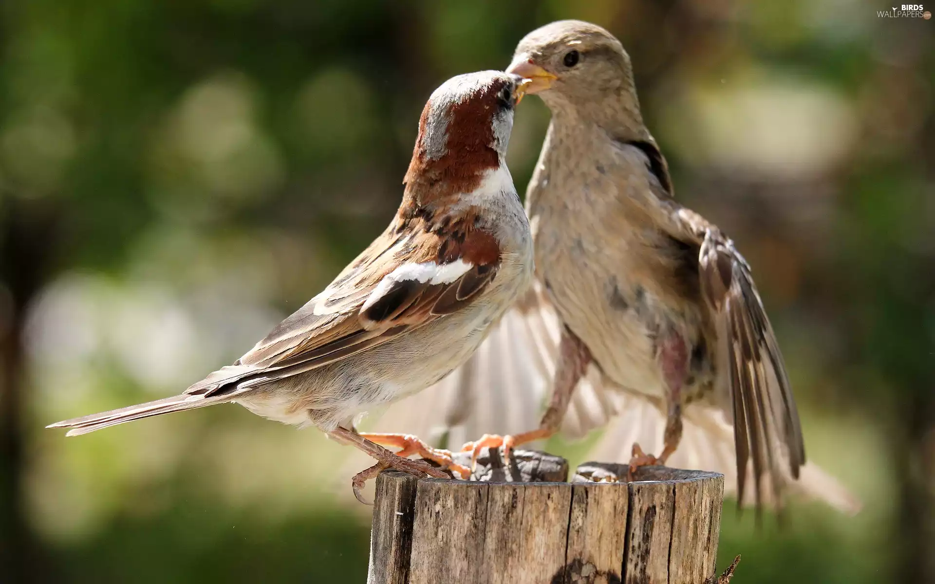 Birds on the log, stump