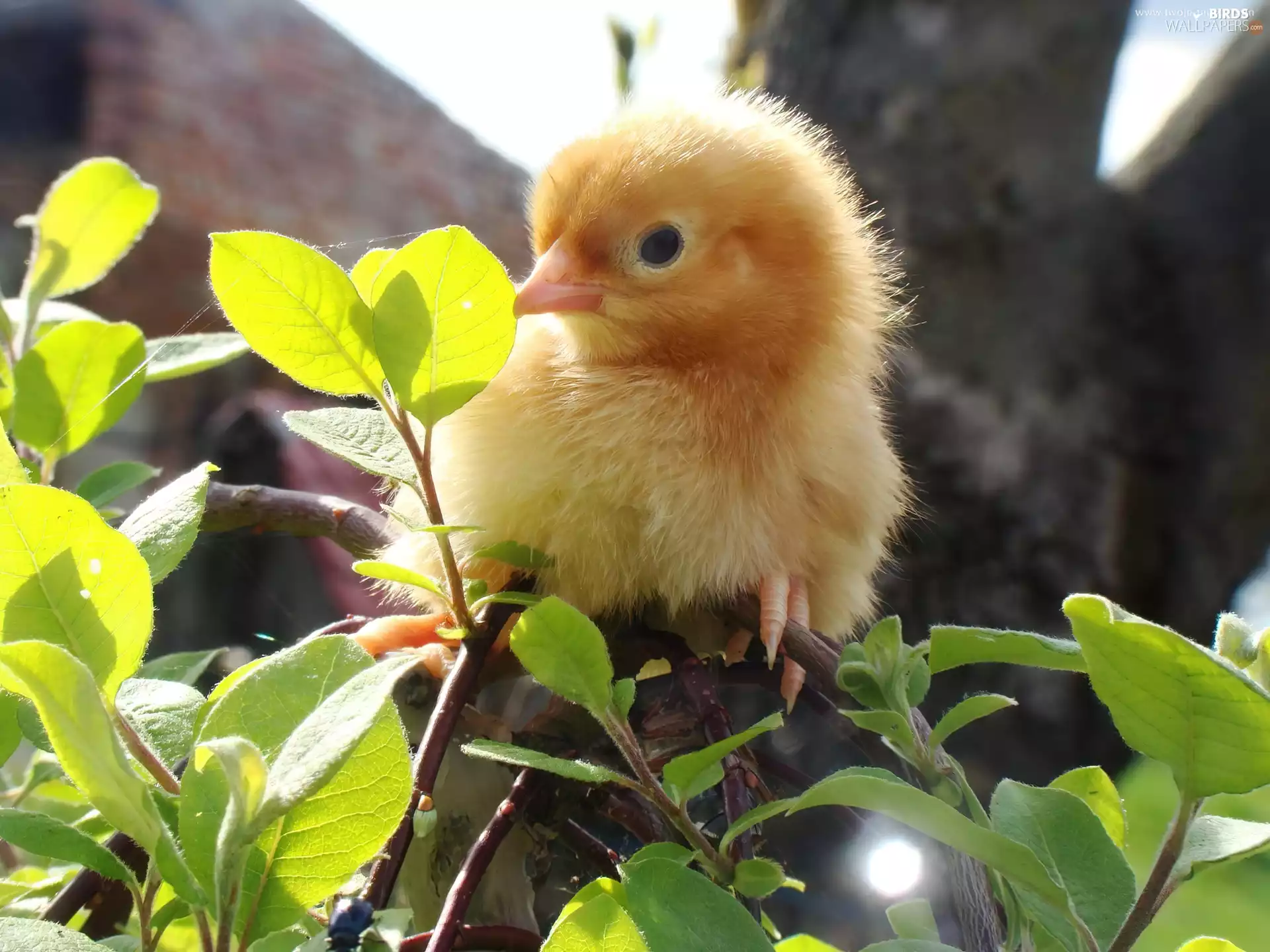 Twigs, chicken, green ones