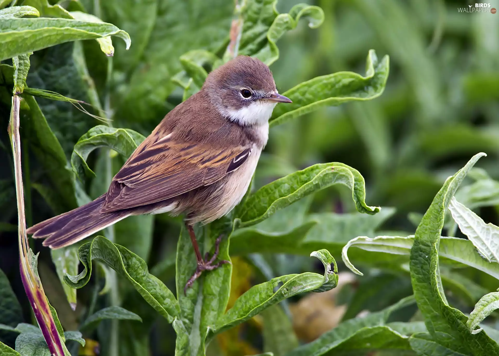 Twigs, warbler, green ones