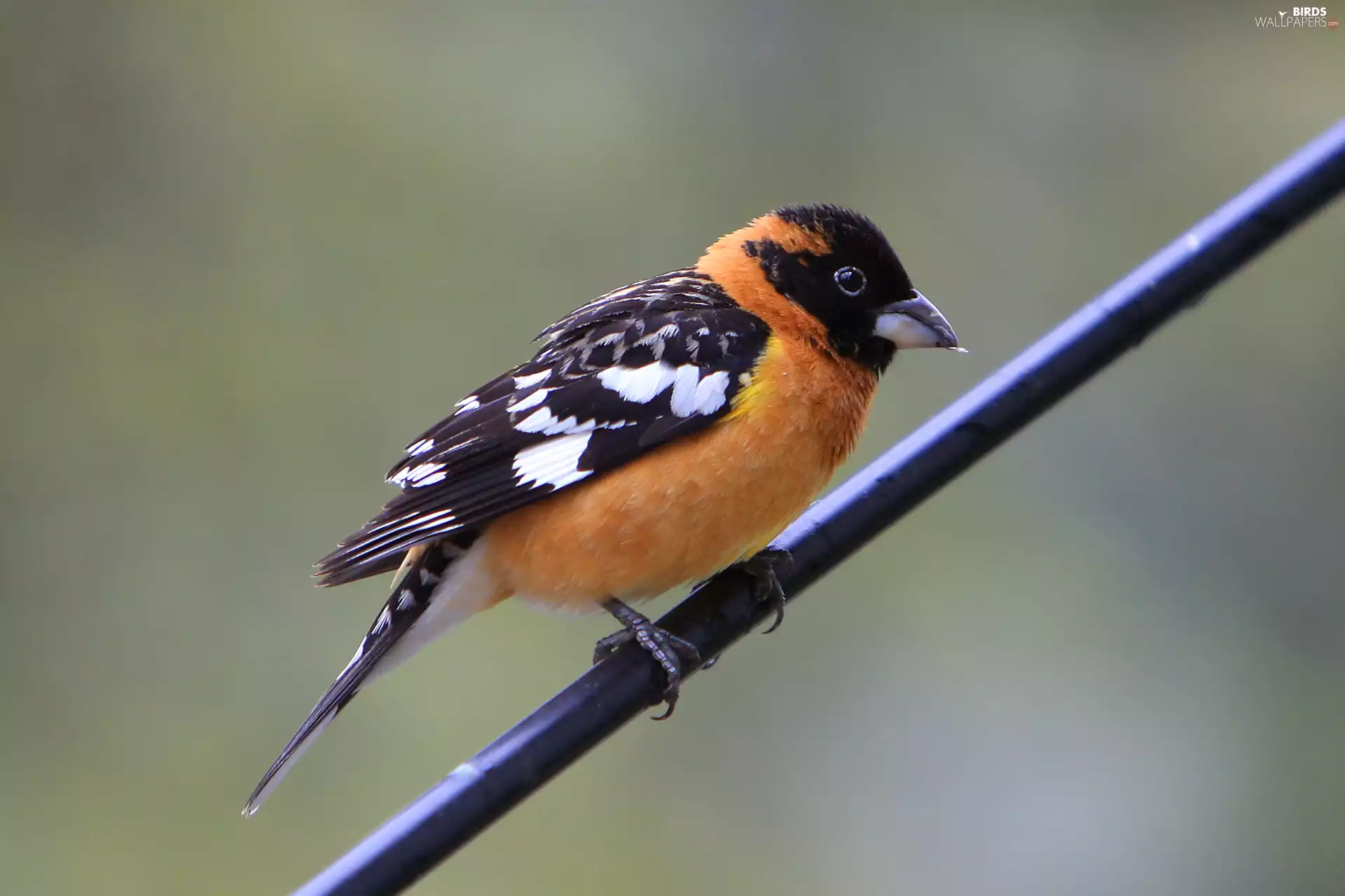 Bird, Orange, Belly, Breasted Czarnoglowy