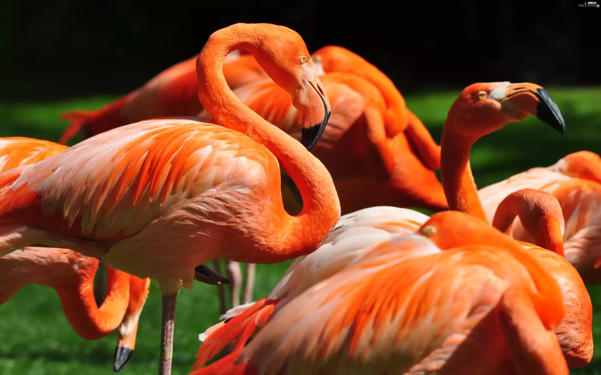 Orange, Flamingos
