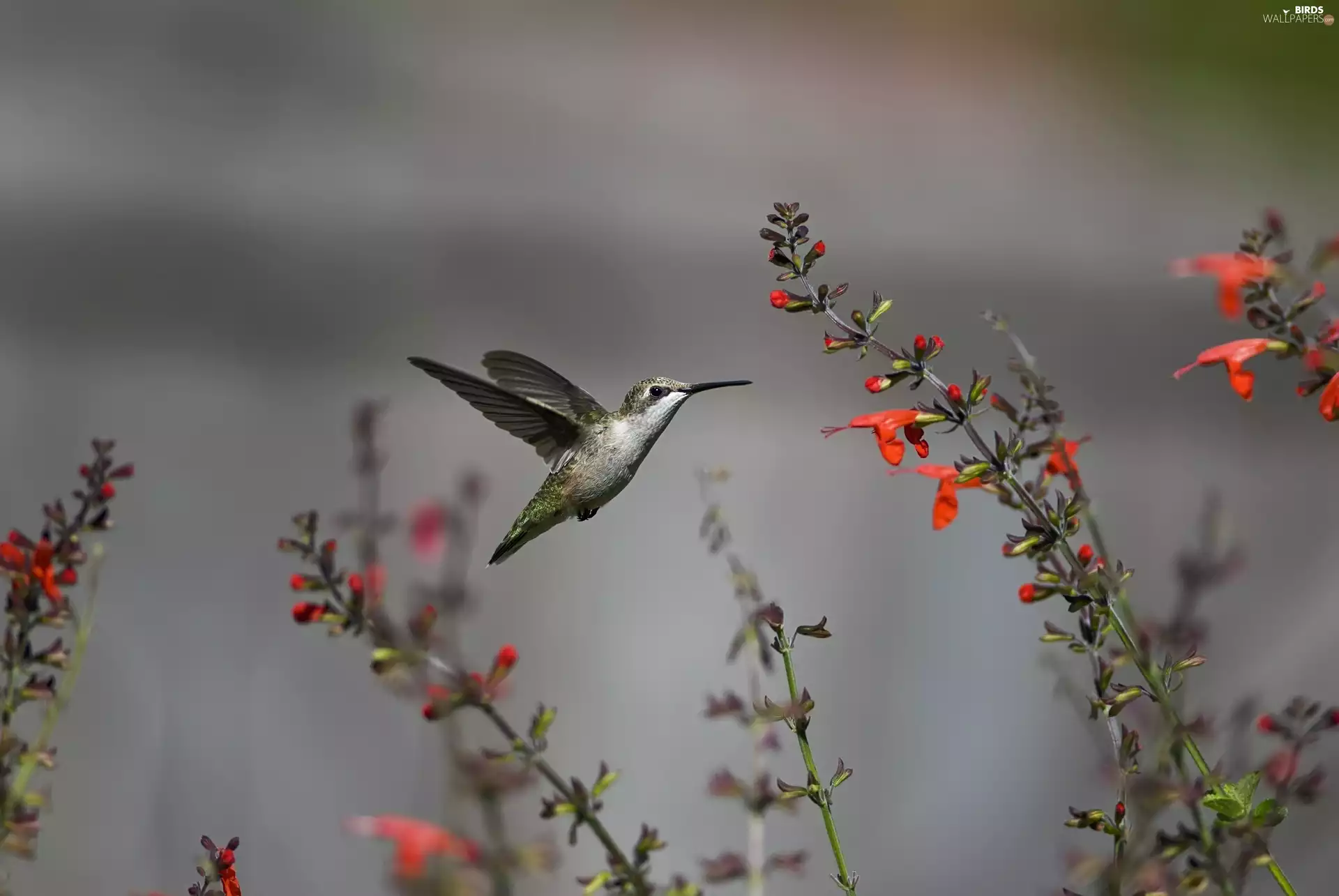 Flowers, humming-bird, Orange