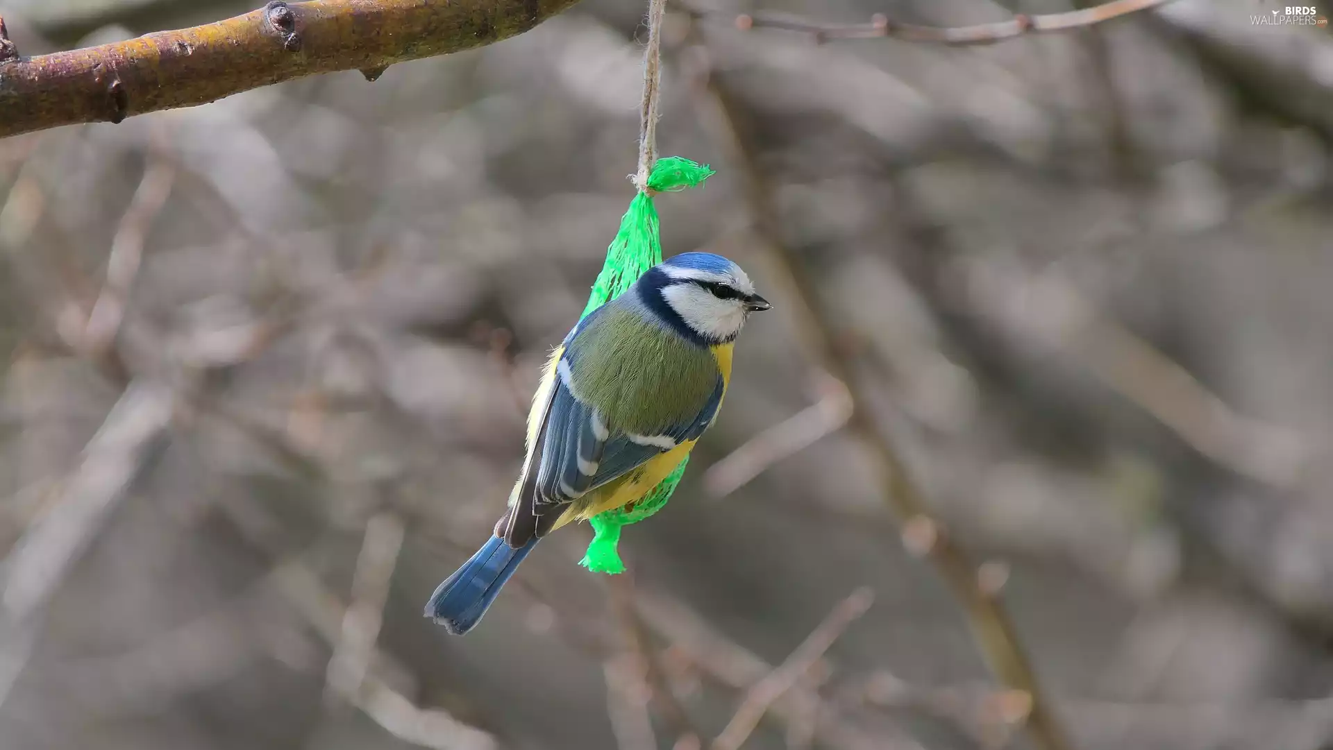 Bird, tit, Tit Ordinary
