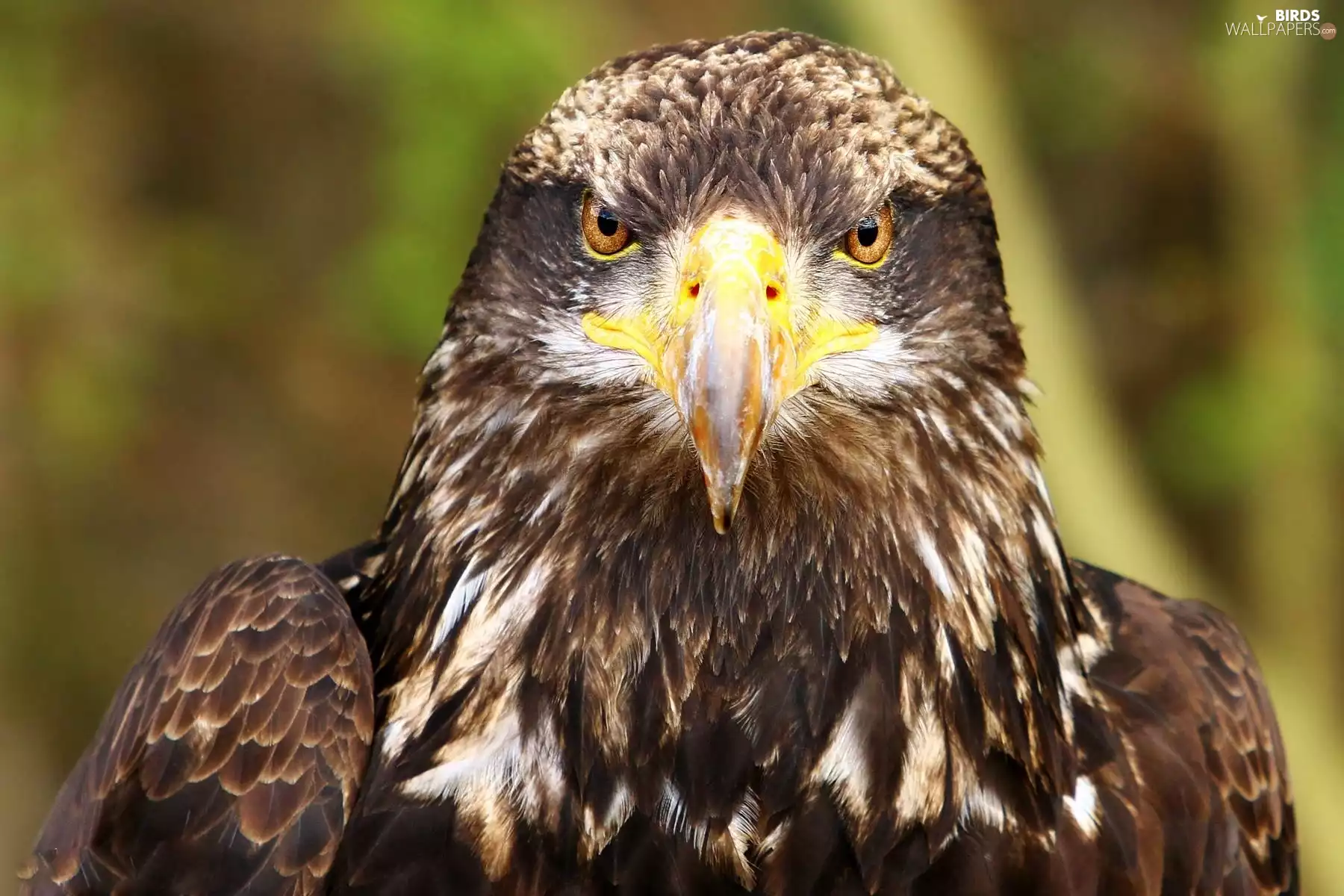 erne, nose, Eyes, ordinary