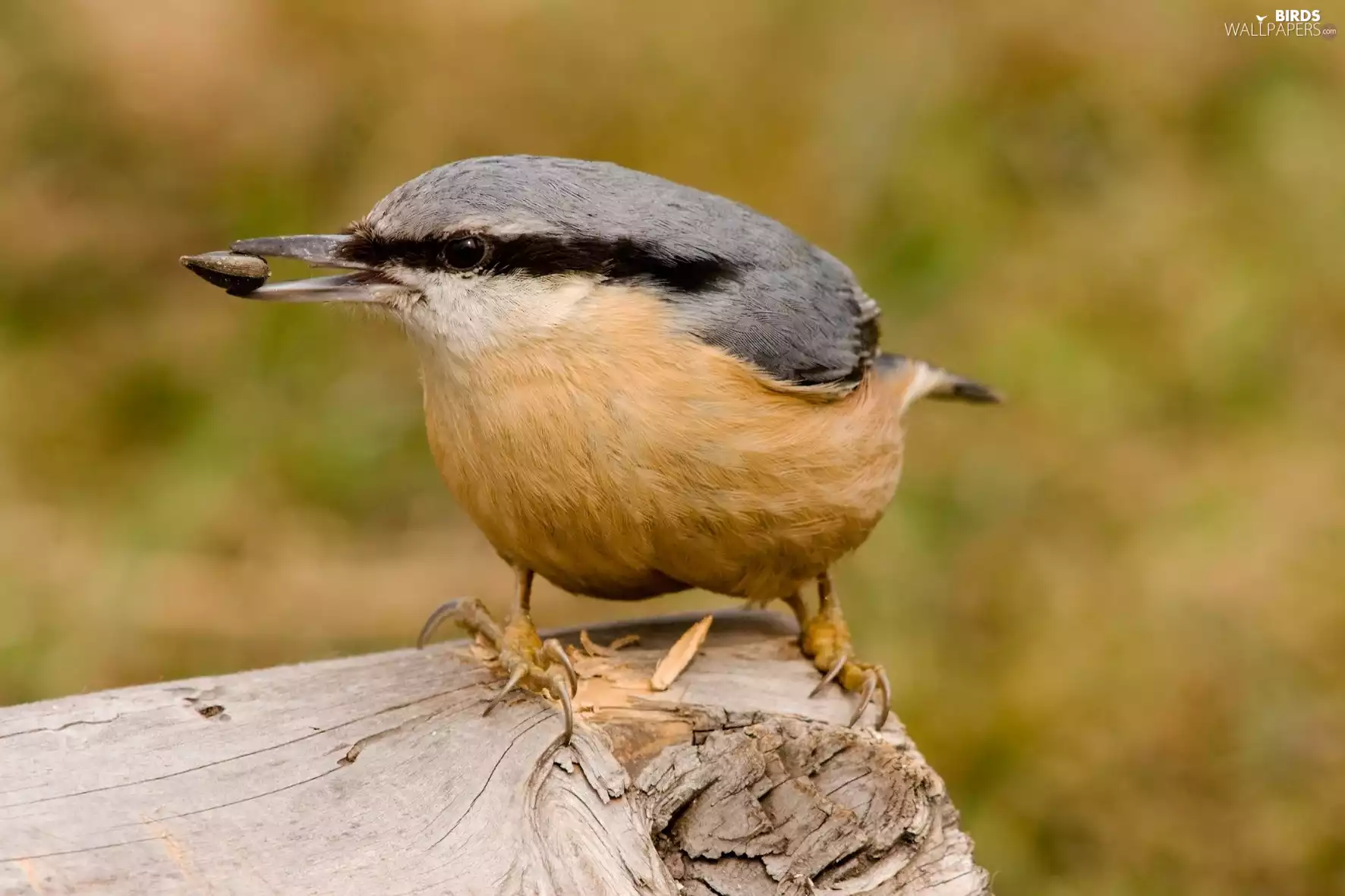 Kowalik, grain, spout, ordinary