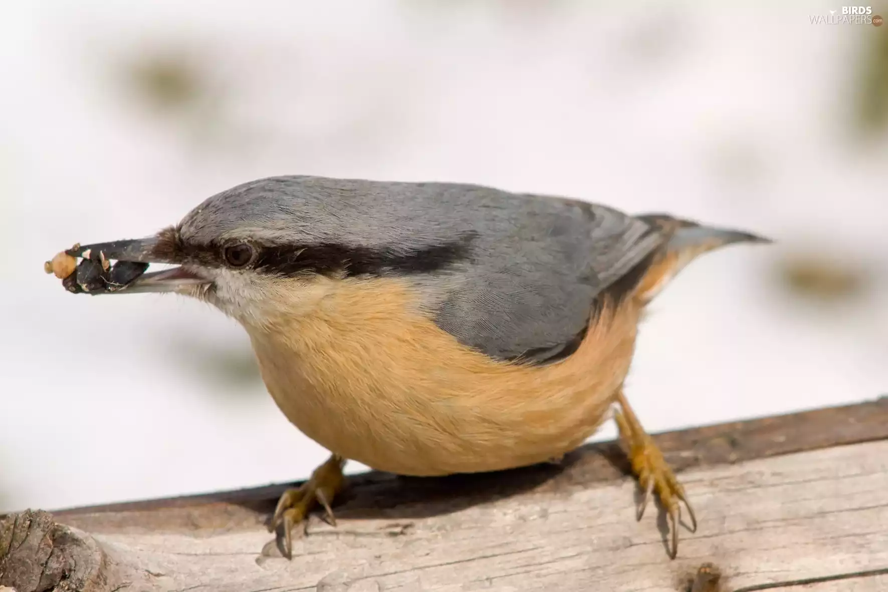 Kowalik, grains, spout, ordinary