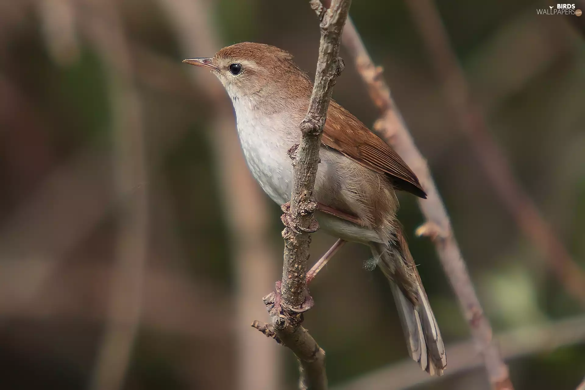Ordinary Wierzbówka