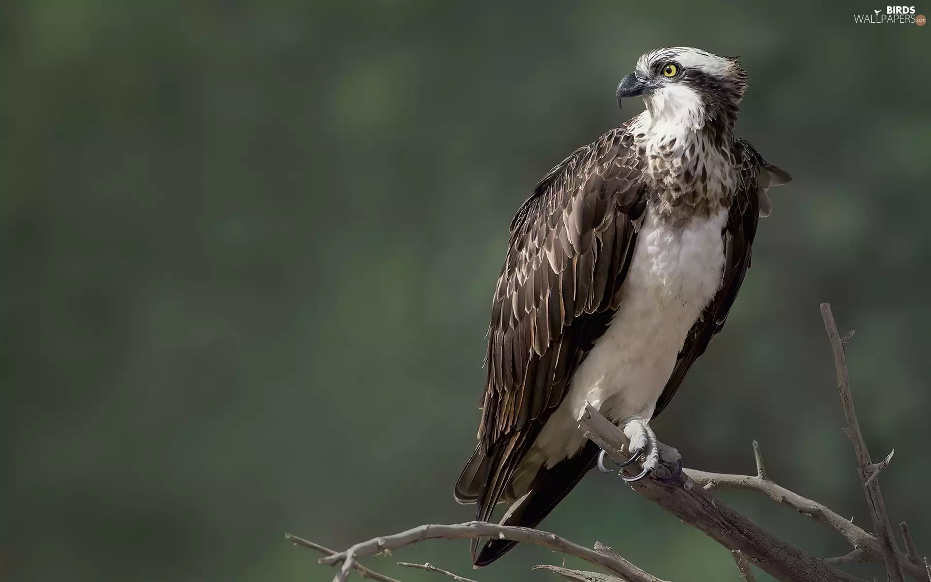 osprey