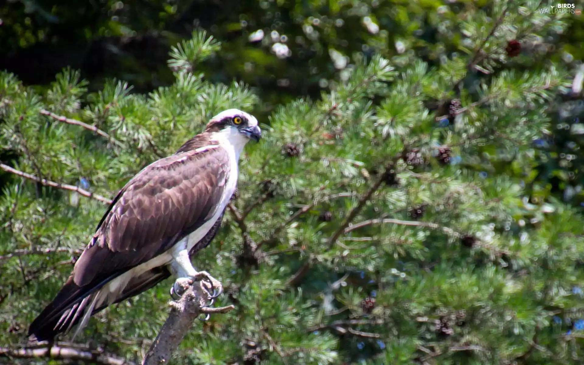 osprey, forest