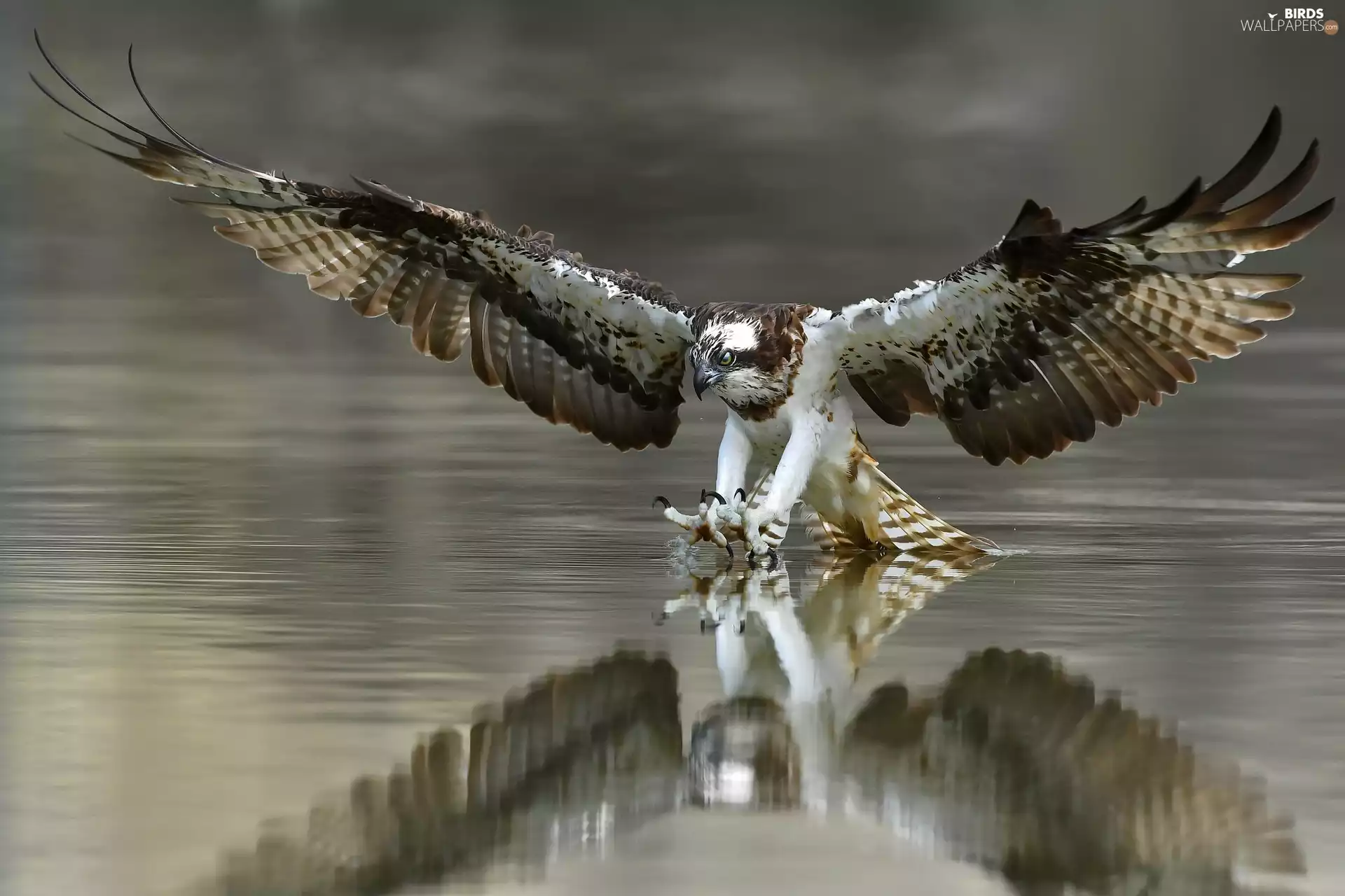 osprey, hunting