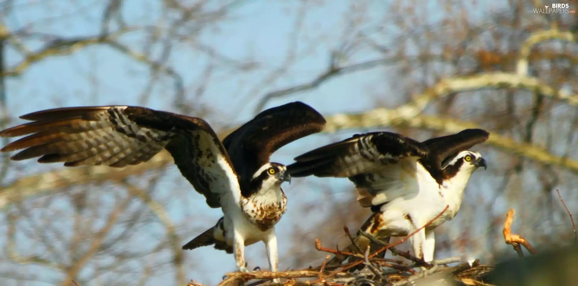 nest, Two cars, Ospreys