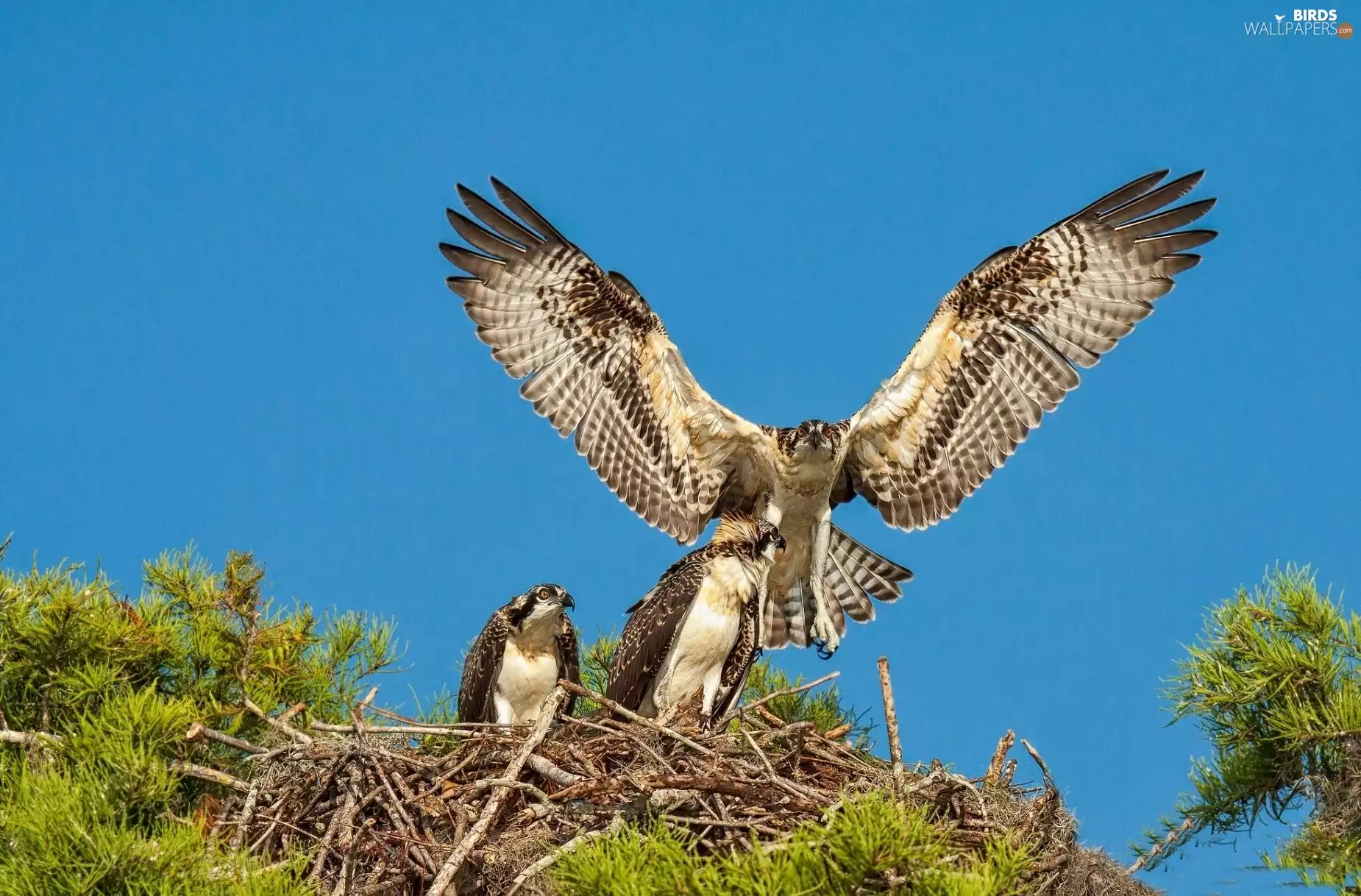 Ospreys, trees, nest