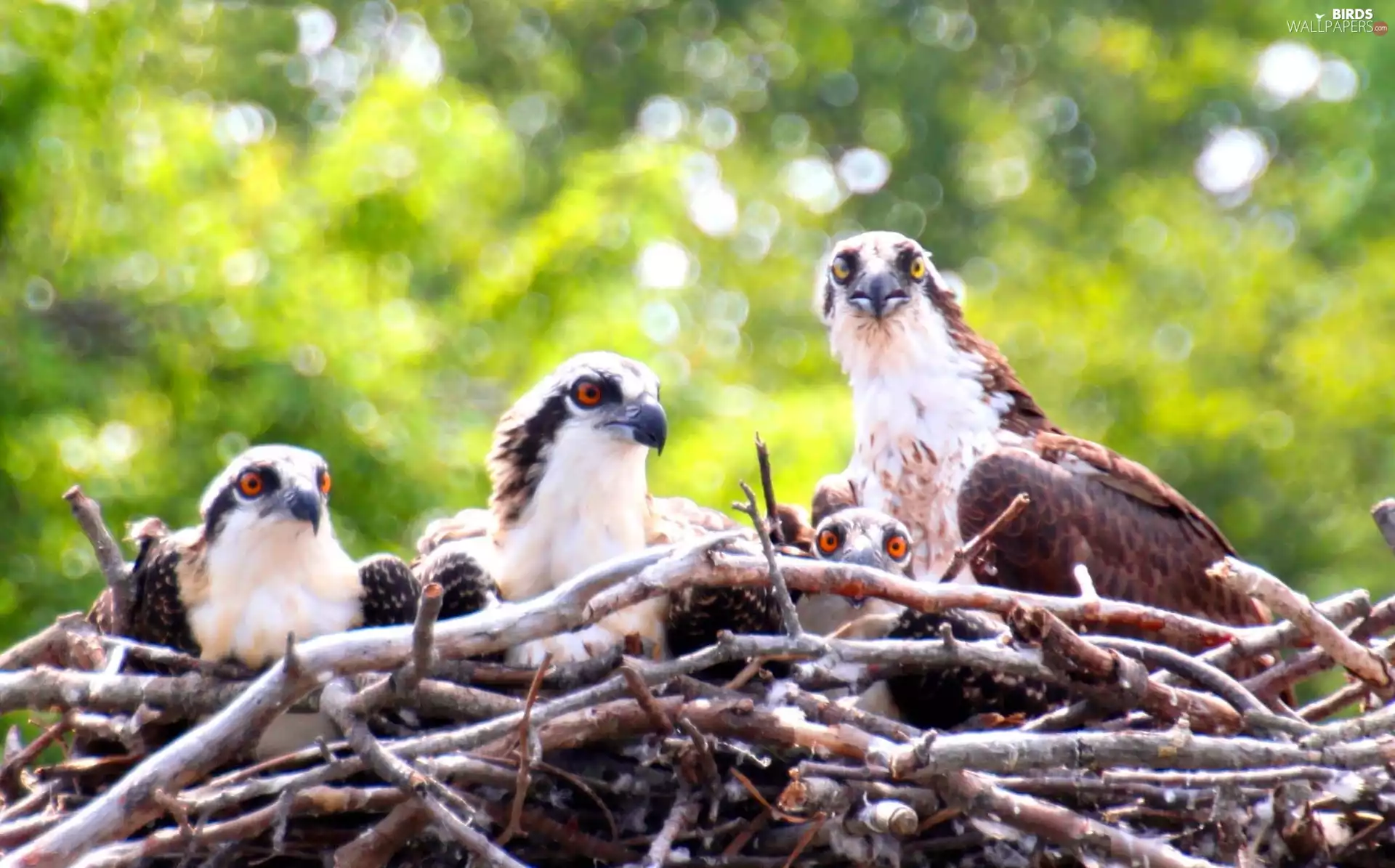 Ospreys, nest