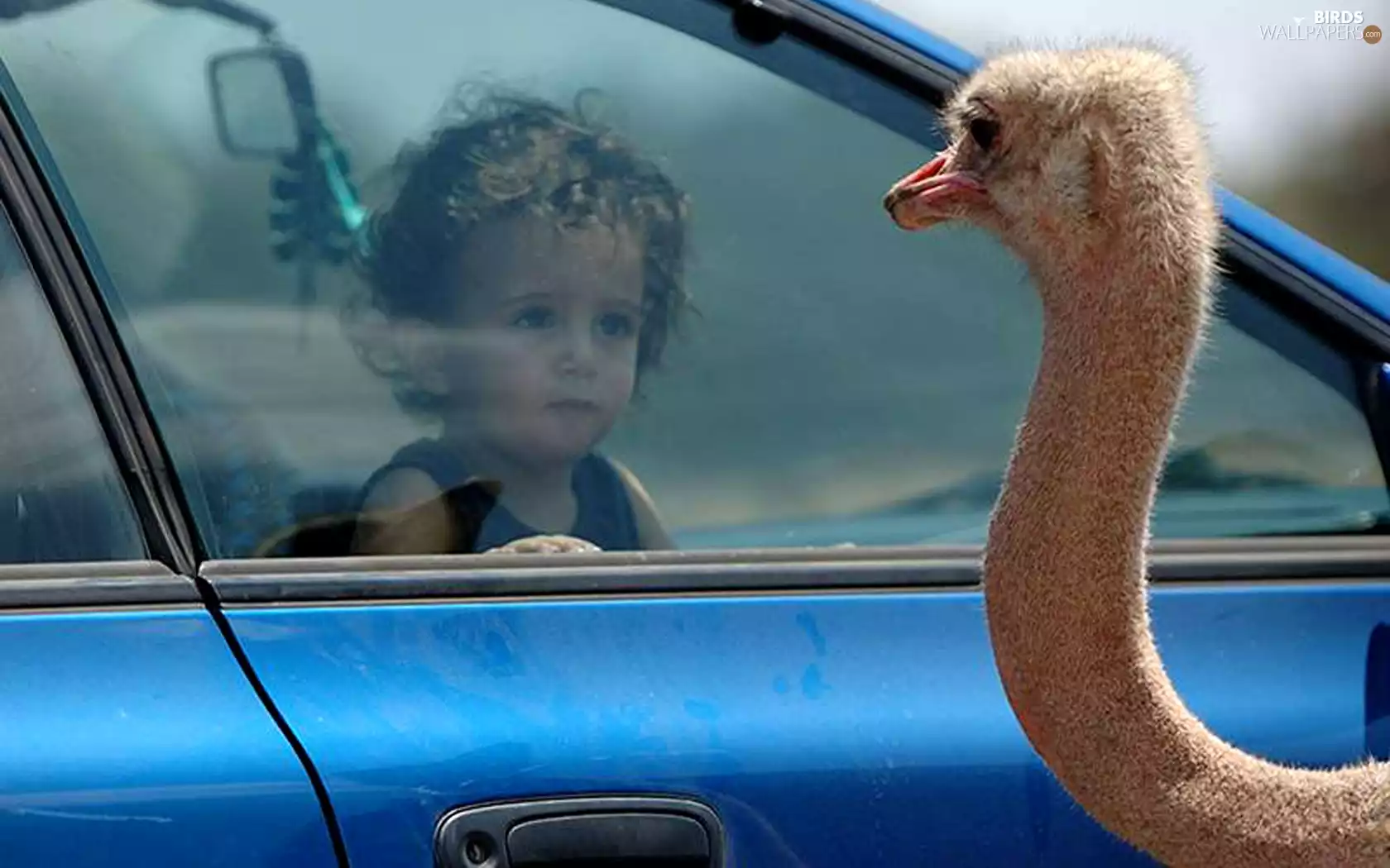 ostrich, Kid, Glass