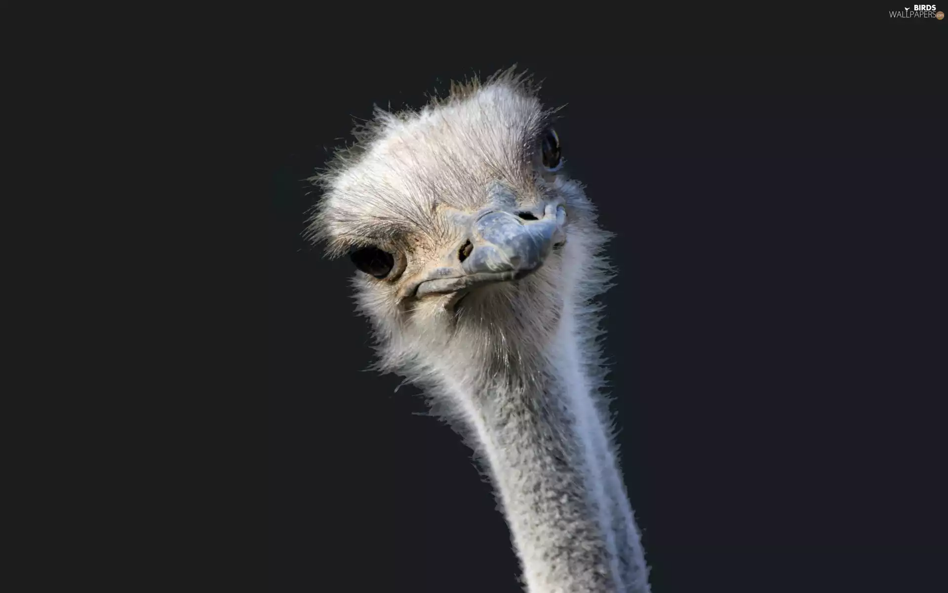 ostrich, Head
