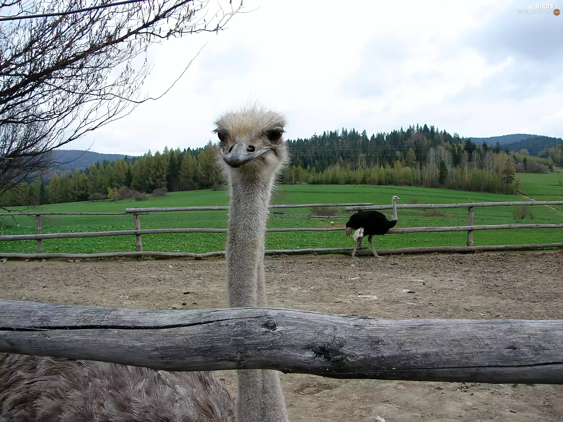 ostriches, curiosity