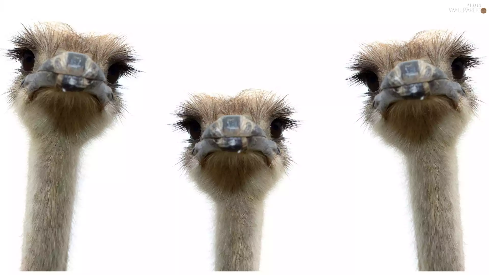 ostriches, Three, head