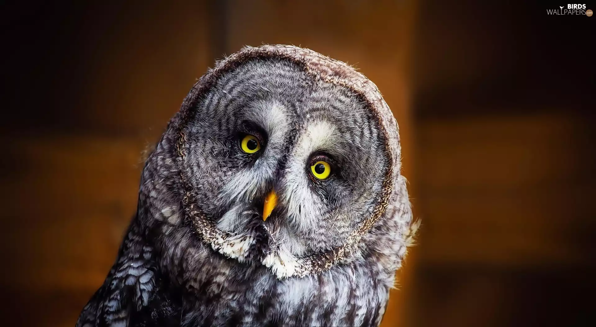 owl, Eyes, background, Tawny owl great gray owl