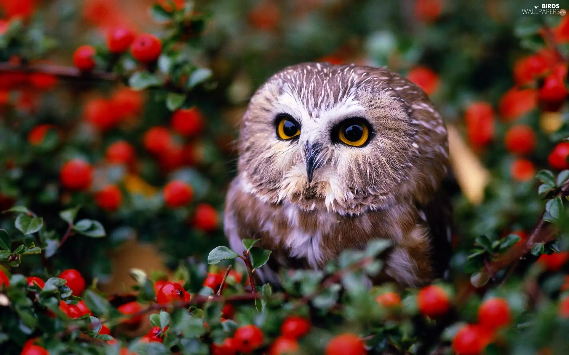 Bird, color, Bush, owl