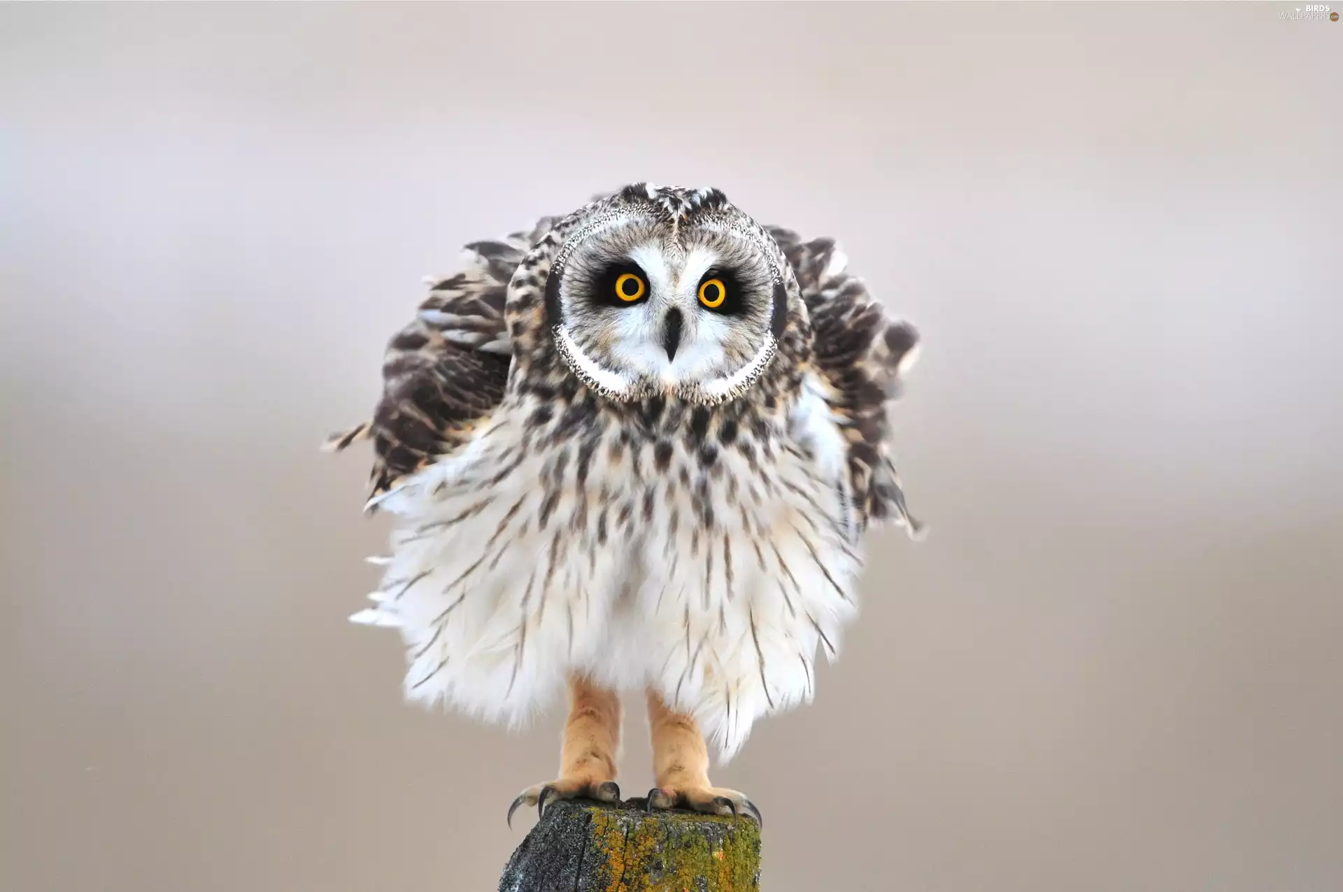 Bird, snow, snag, owl