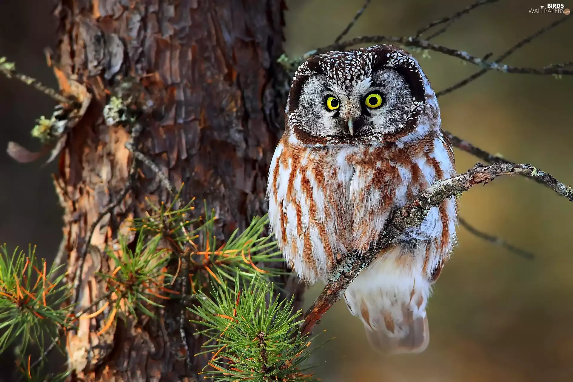 owl, branch