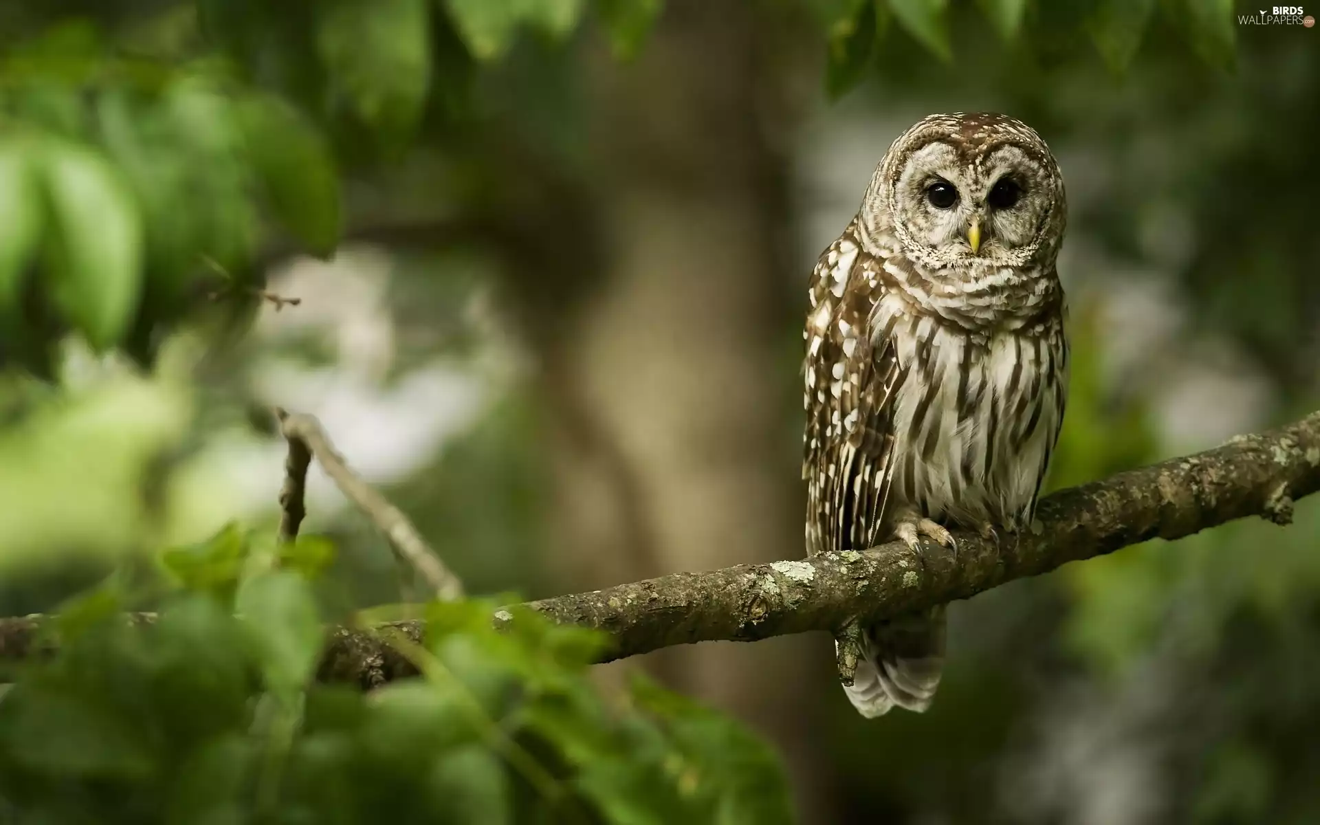 owl, branch