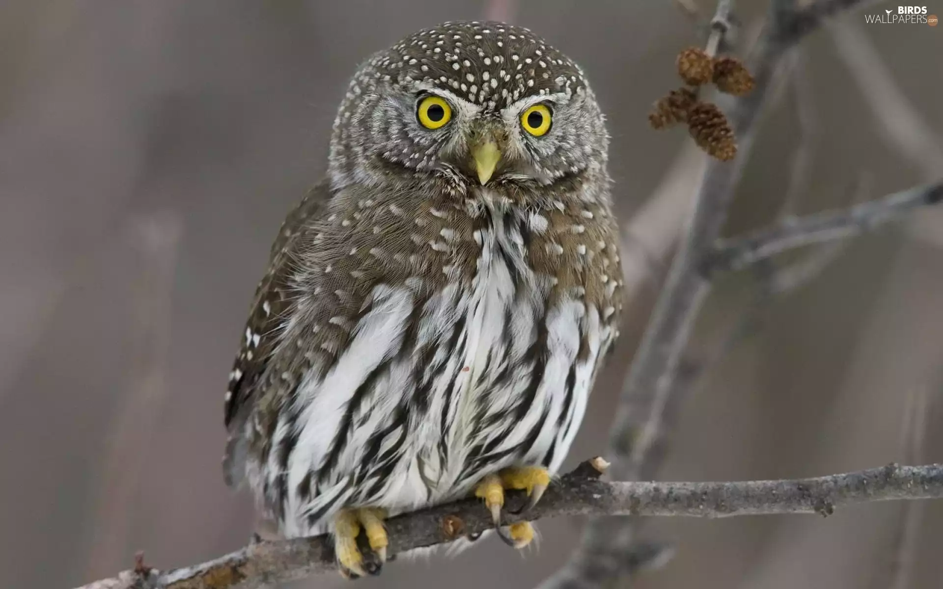 owl, branch
