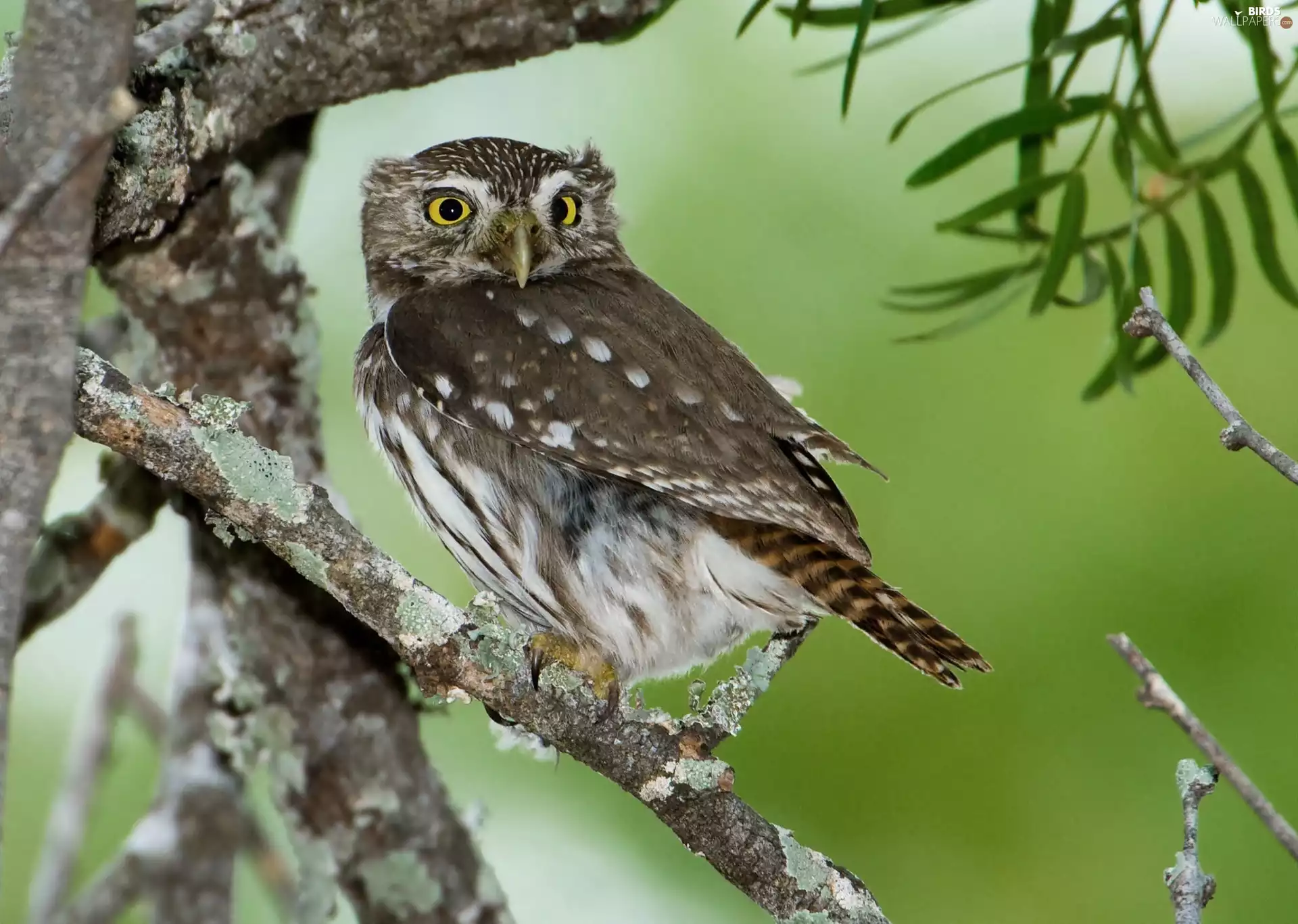 owl, branch