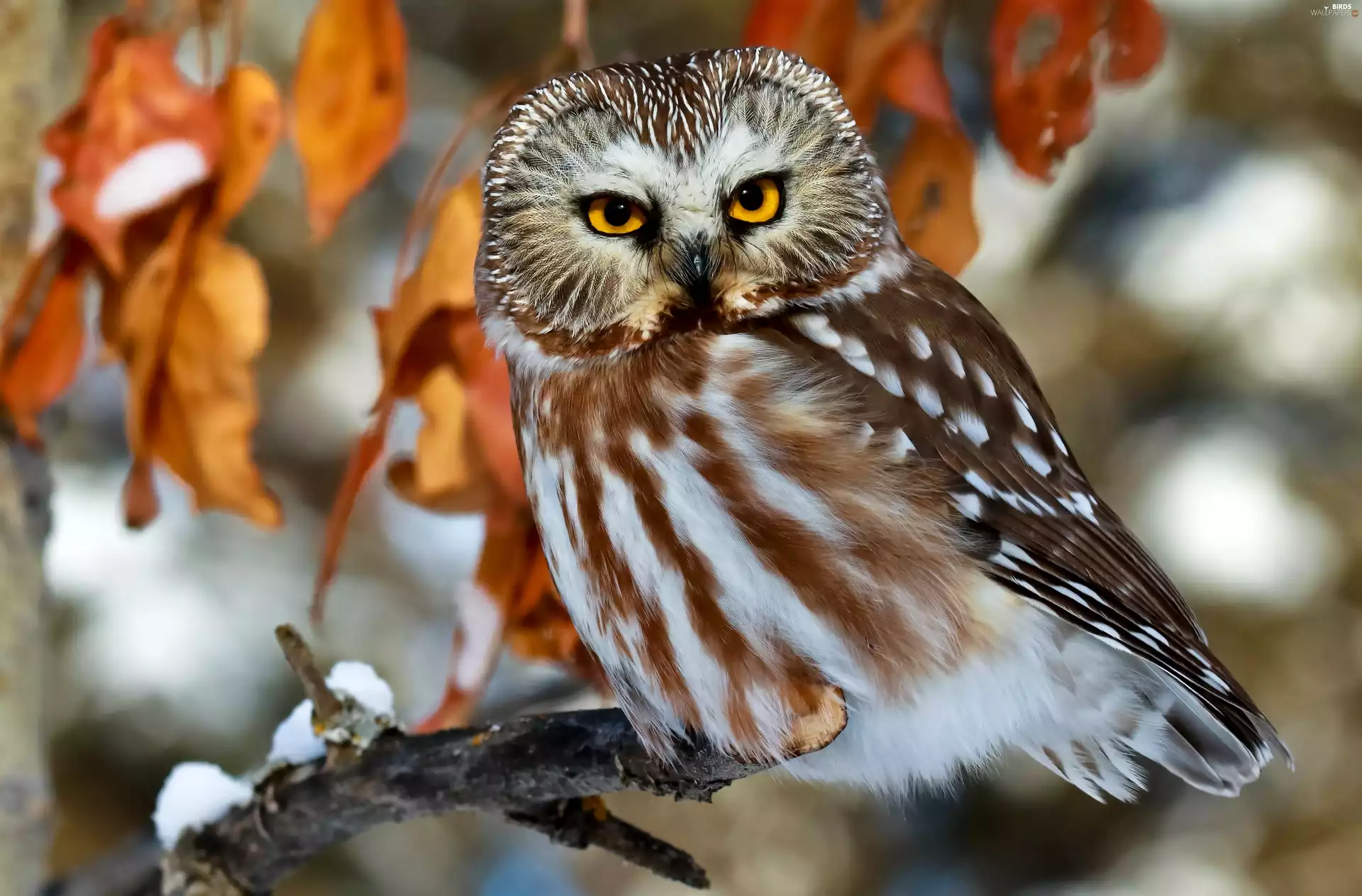 viewes, owl, branch, trees, autumn