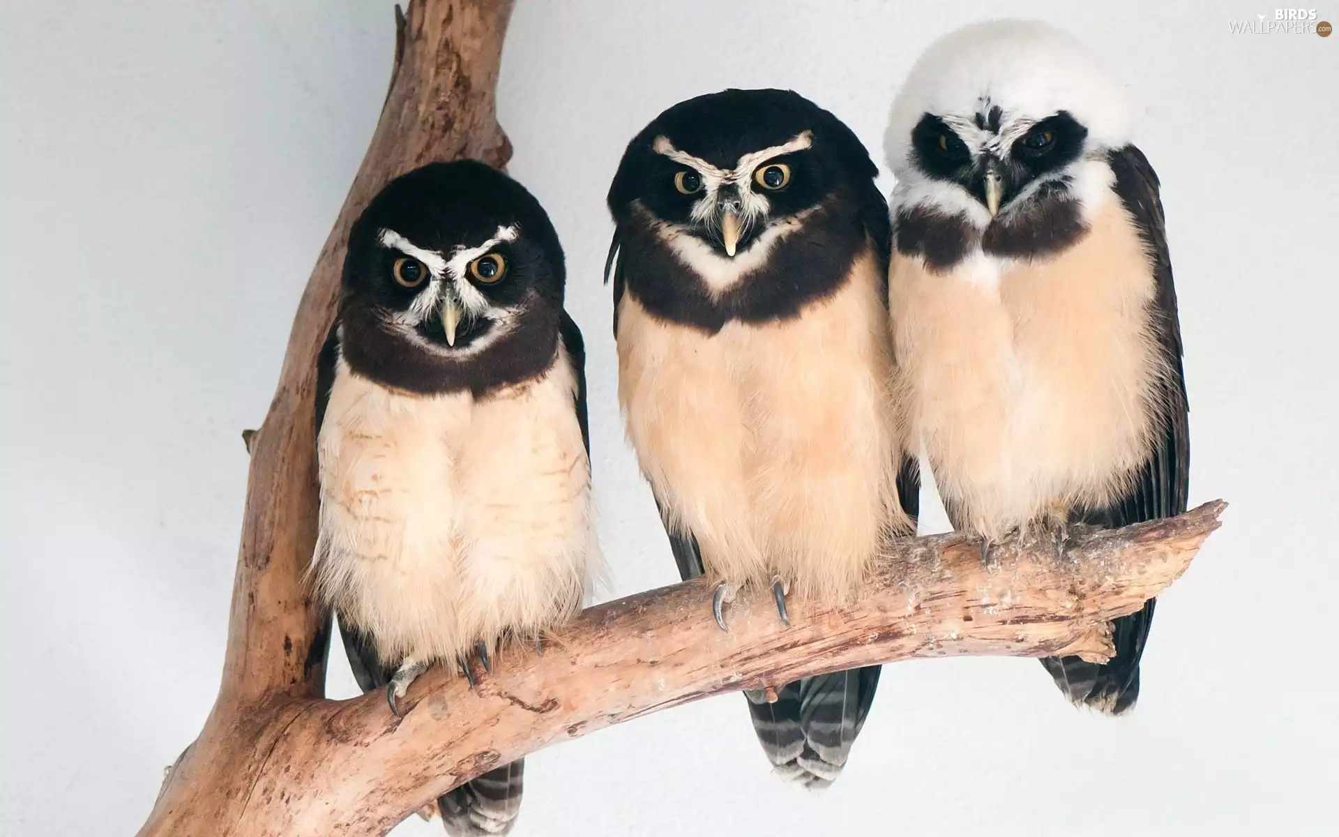 branch, Owls, Crested Owl