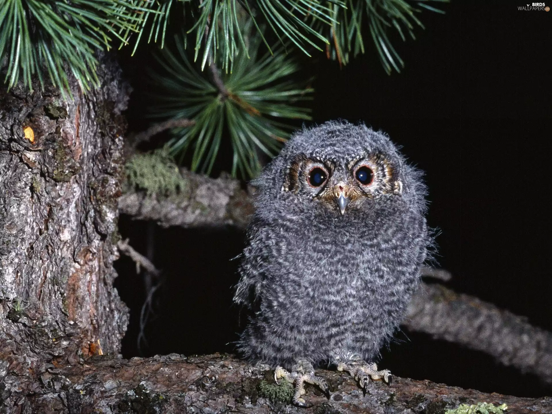 chick, trees, Night, owl