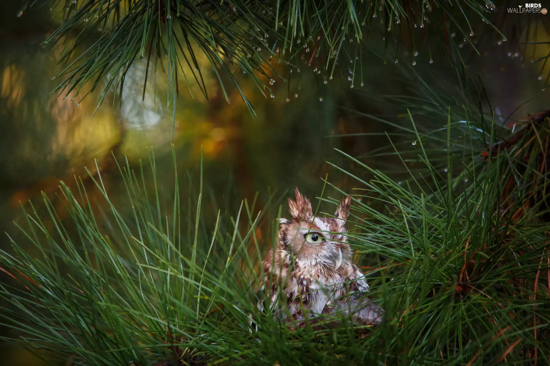 owl, Conifers