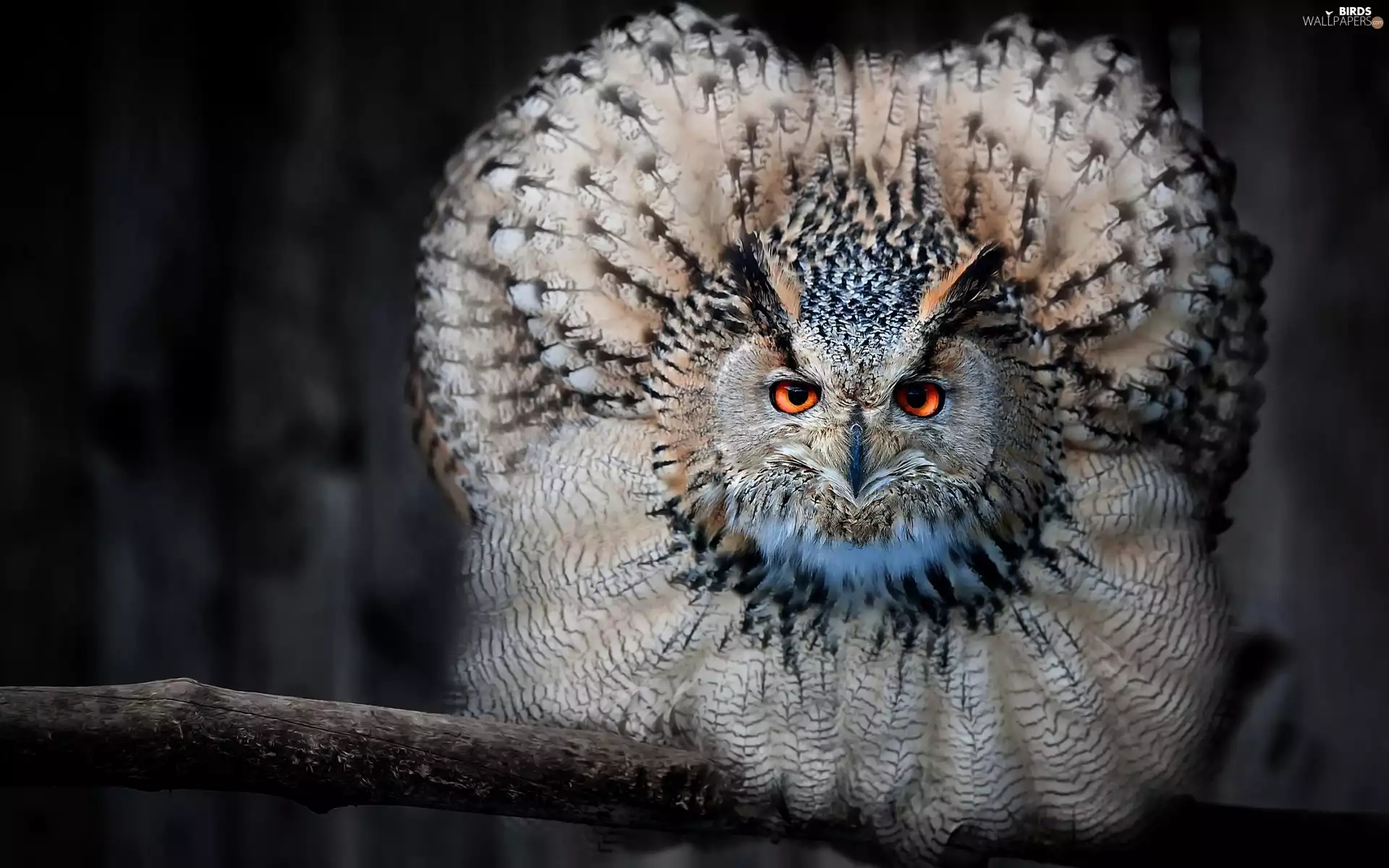 eagle-owl, Bird, owl