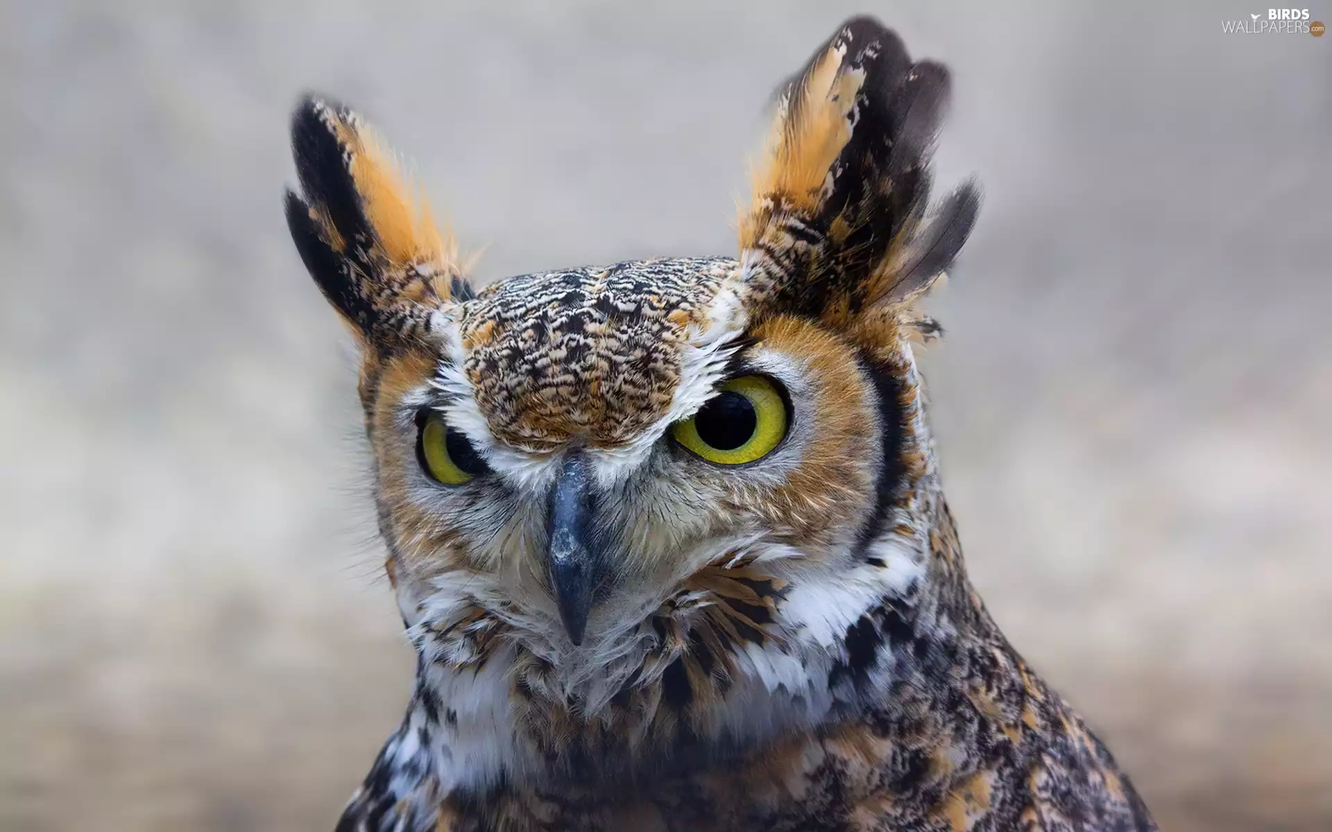 owl, ear