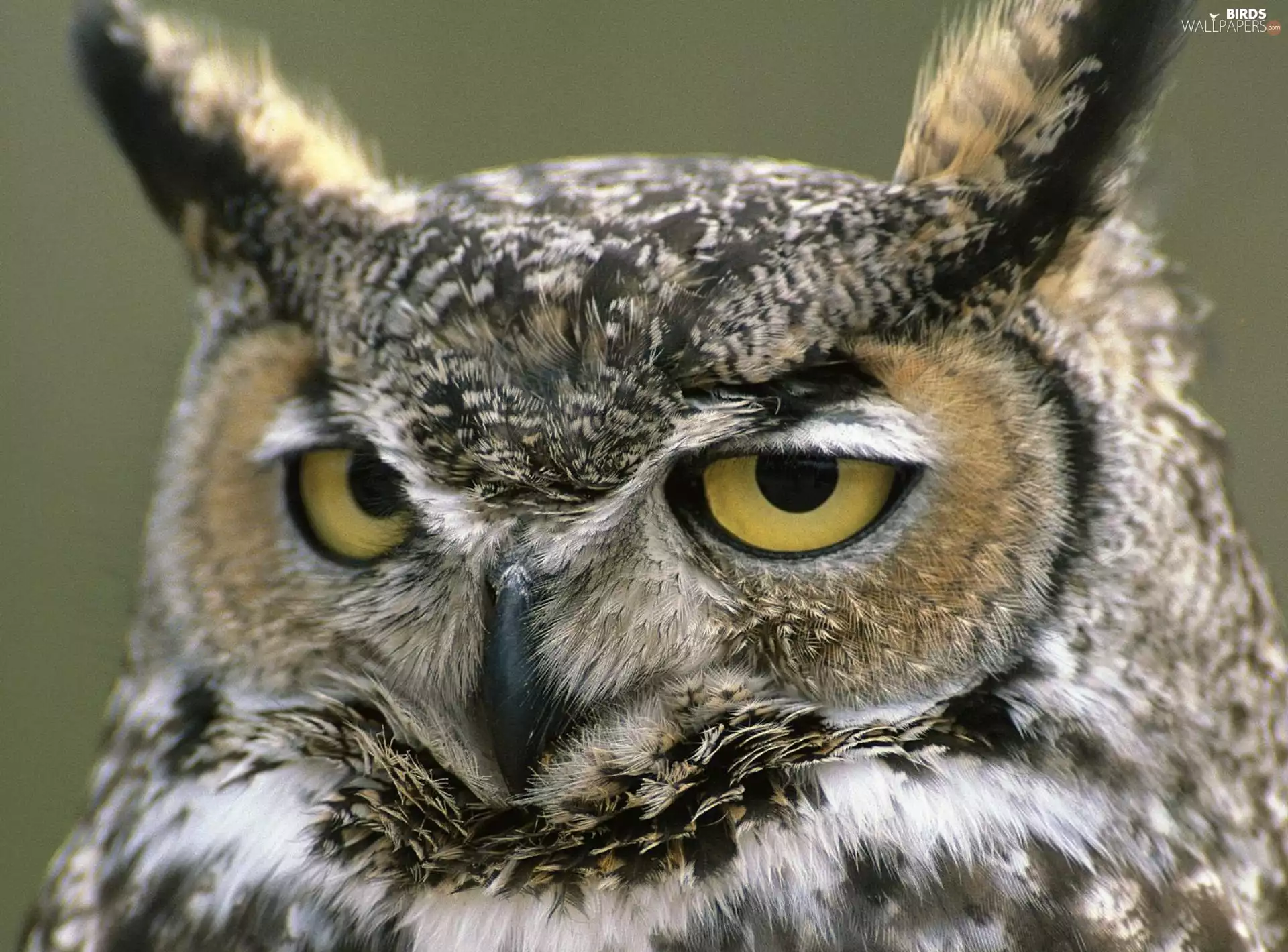 Owl Ear