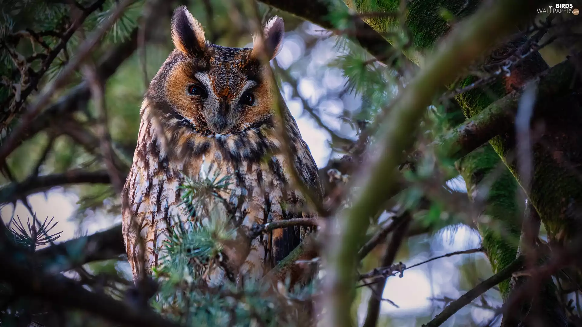 trees, Owl Ear, branch pics