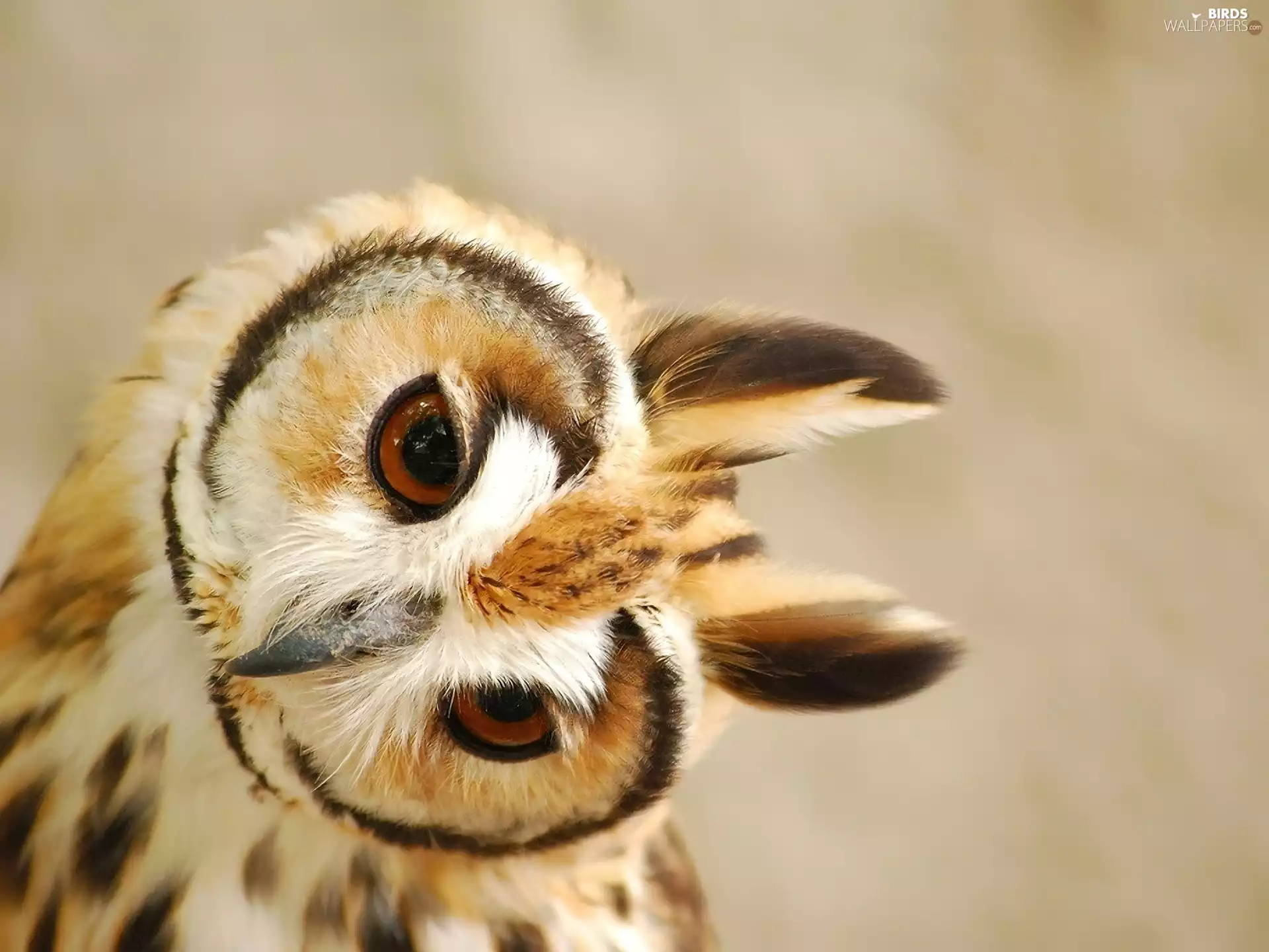 owl, ear