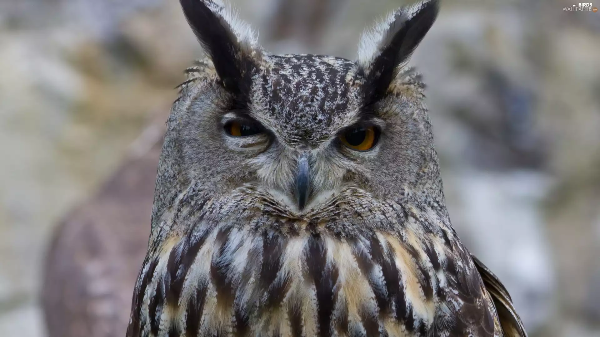 owl, Eyes