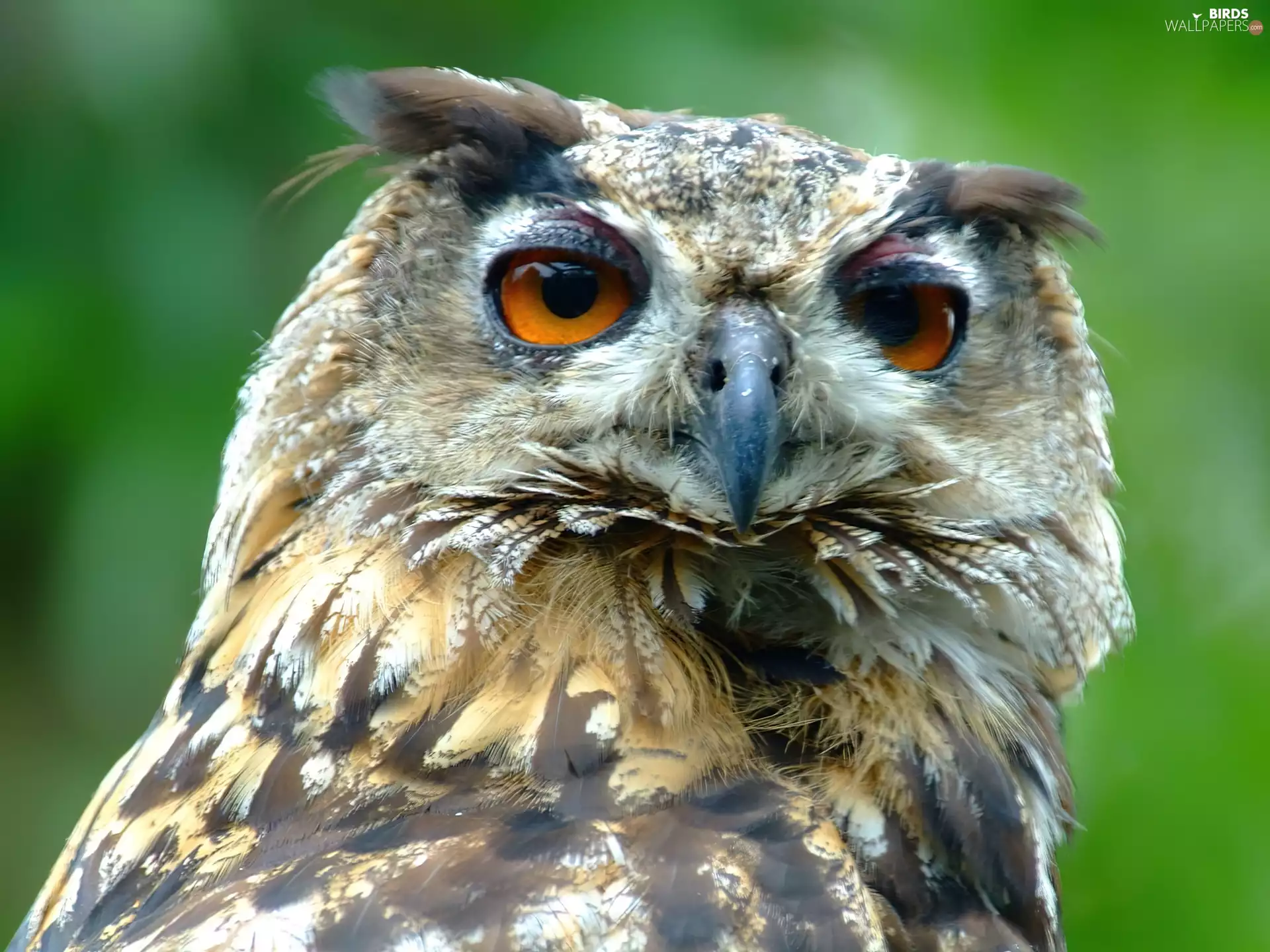 owl, Eyes