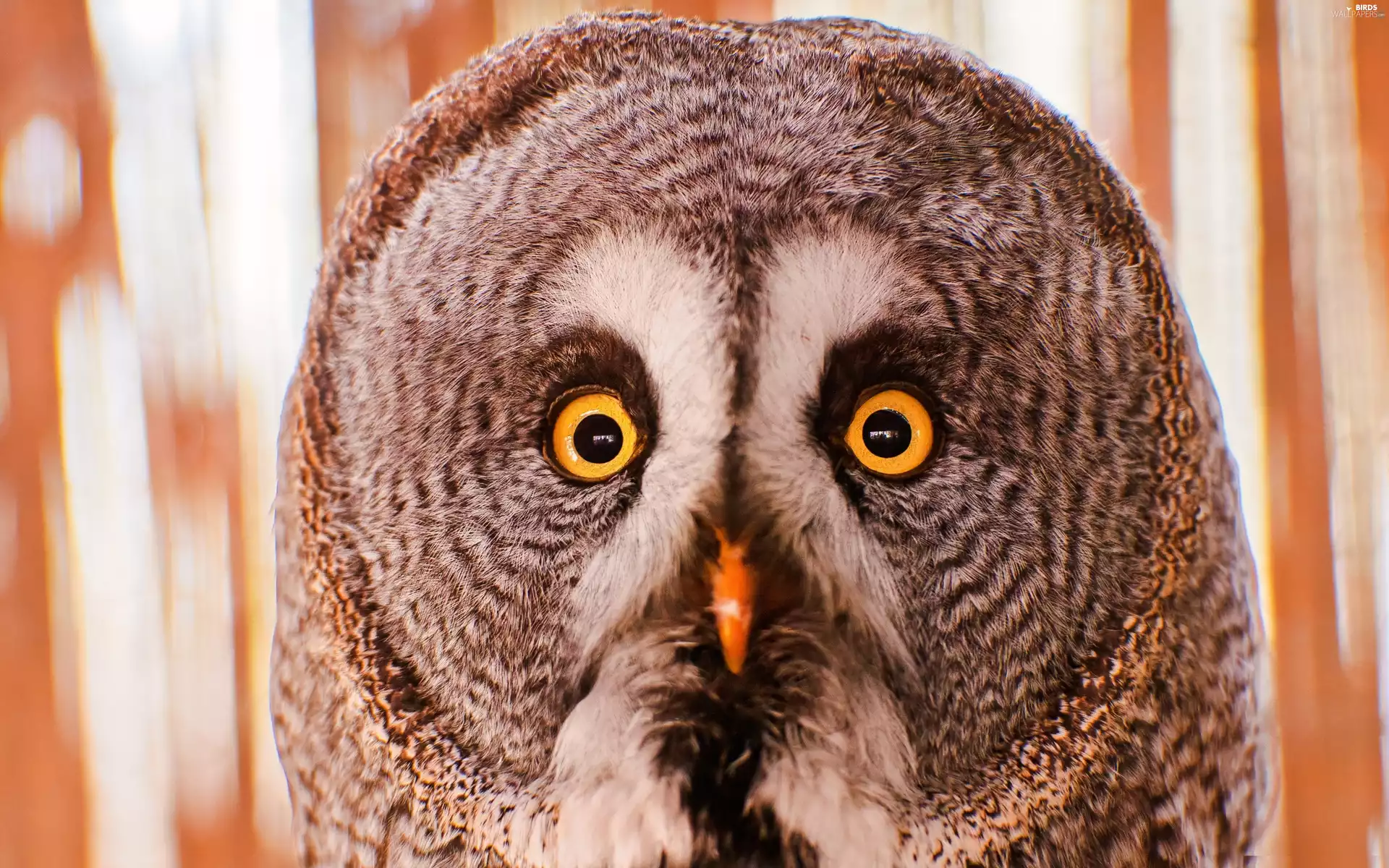 owl, Yellow, Eyes, Tawny owl great gray owl