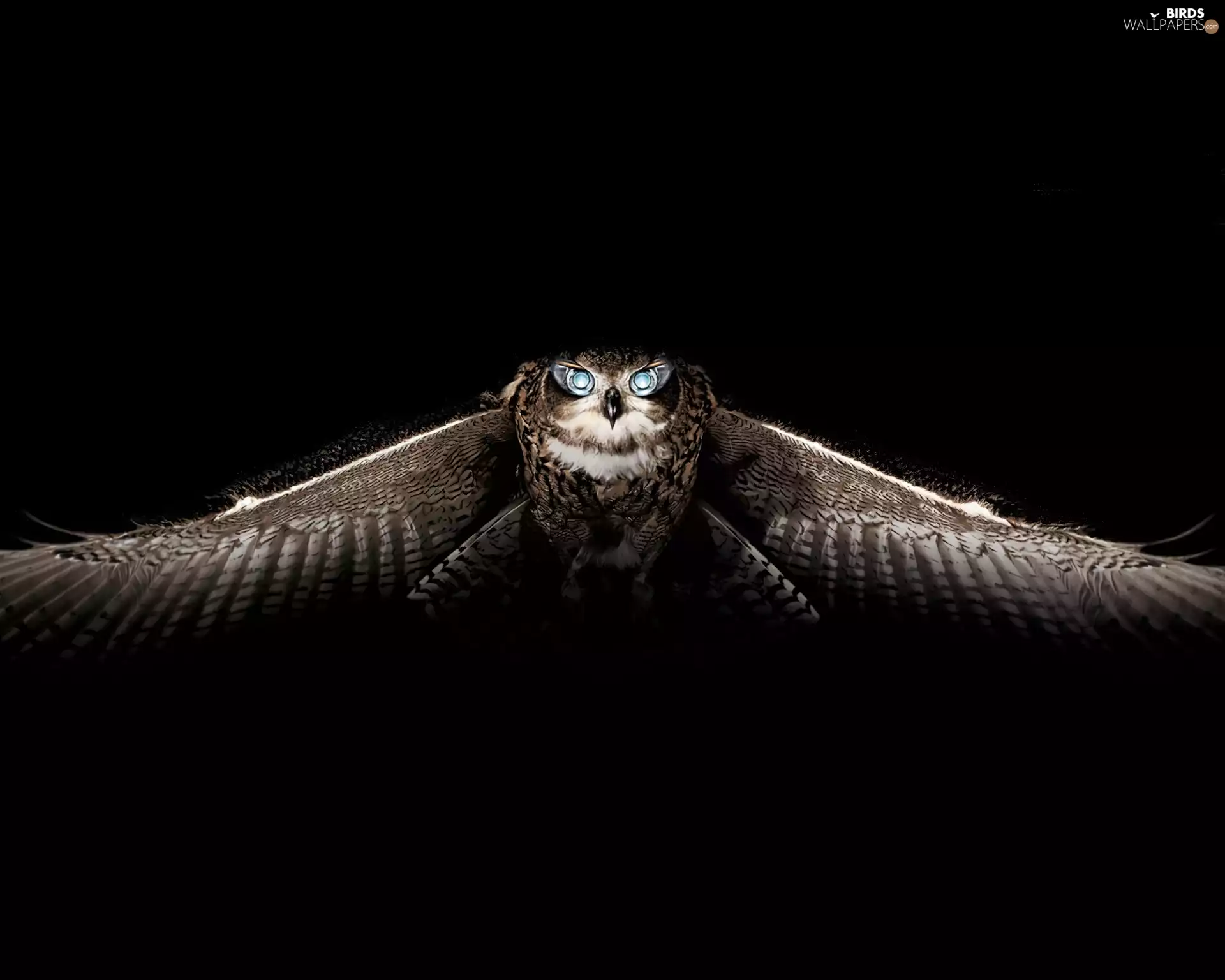 owl, flight