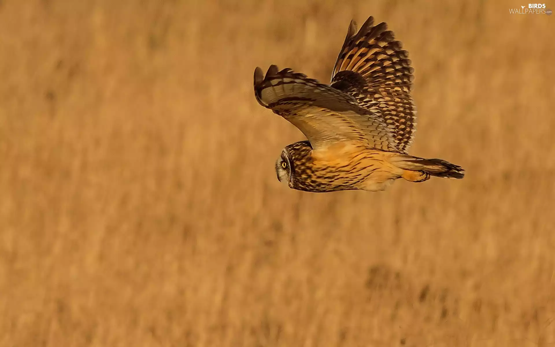 owl, flight