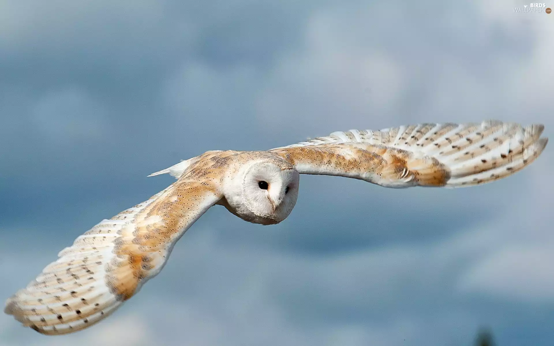Floating, Barn, Sky, owl