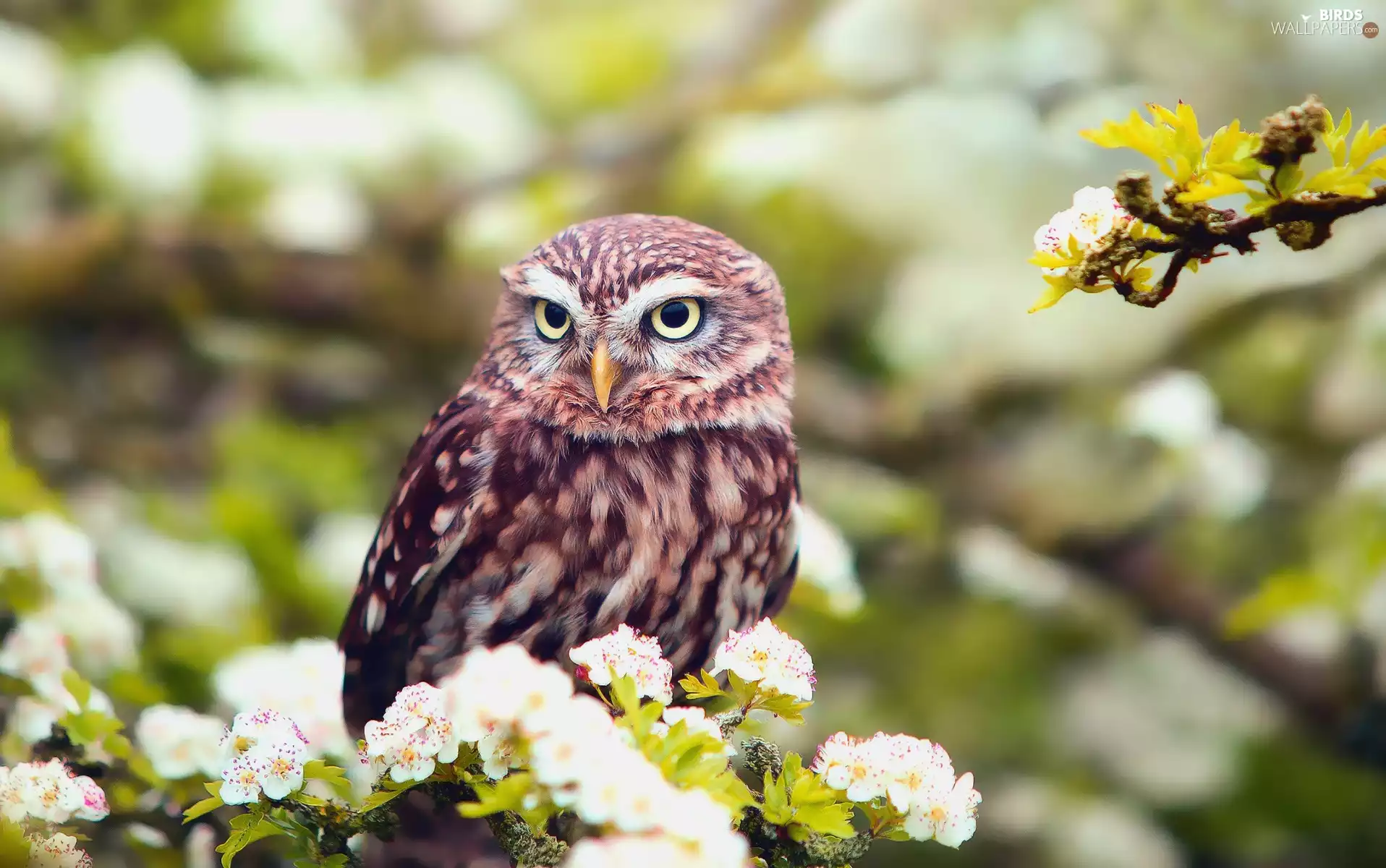 Flowers, owl, Little Owl