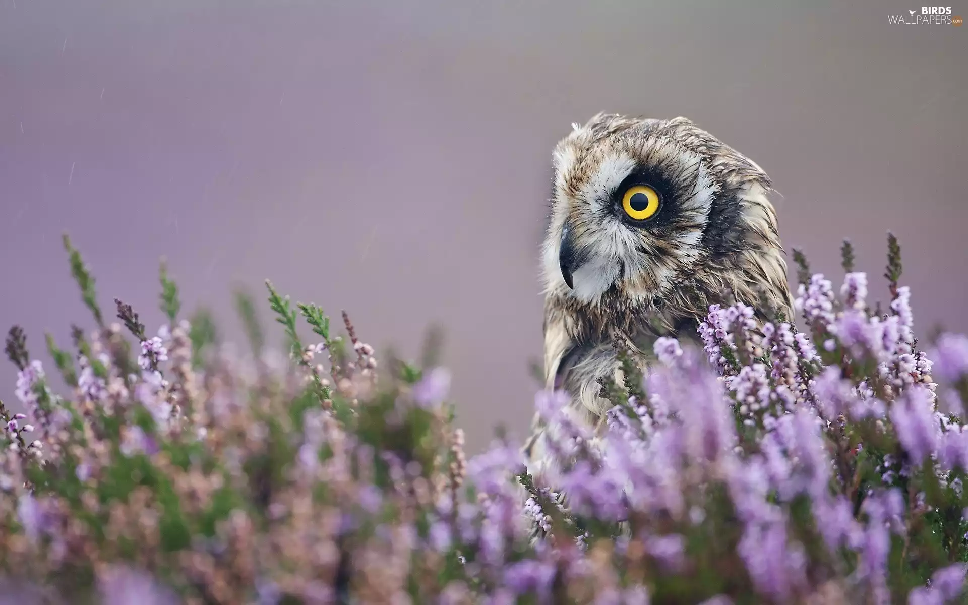 owl, Flowers