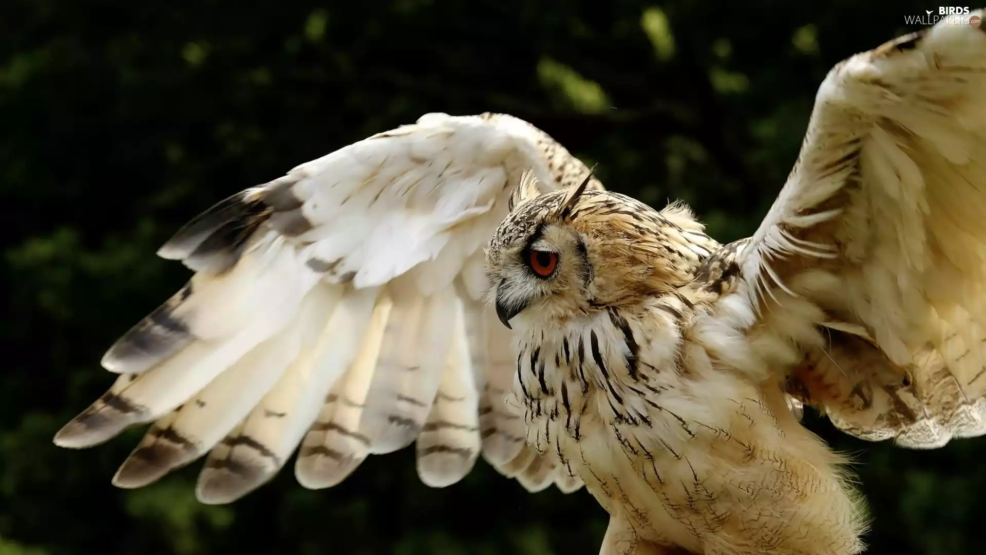 owl, Locie, forest, ##