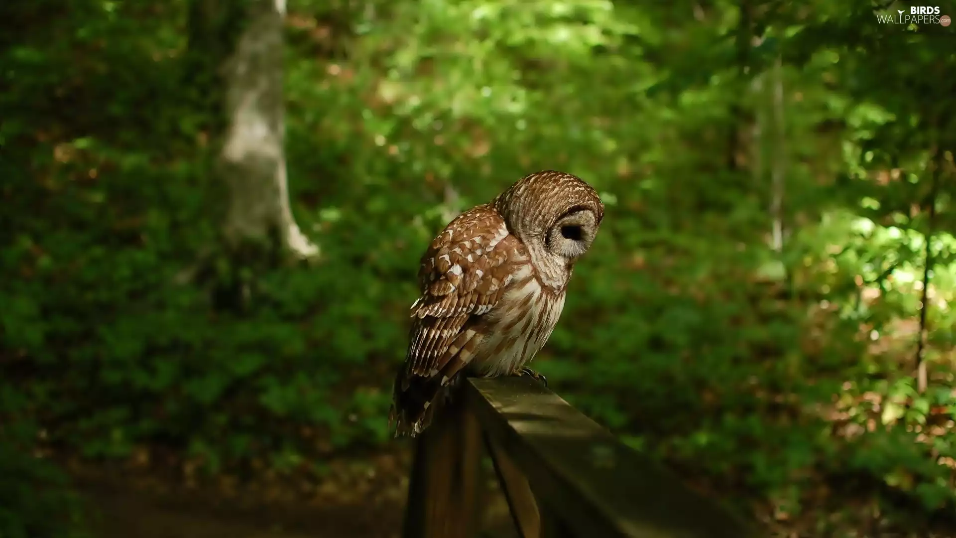 owl, forest