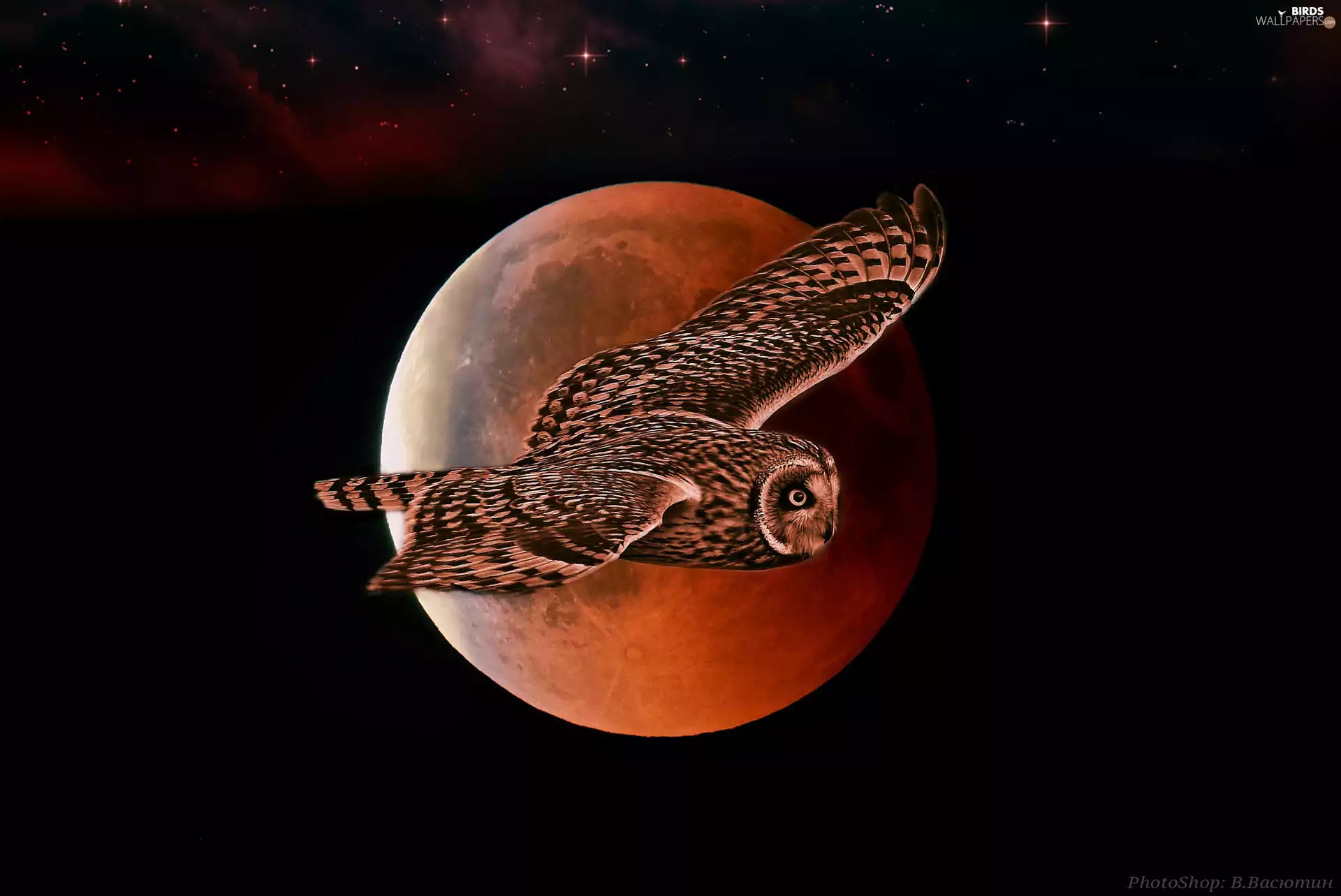 graphics, Night, moon, owl
